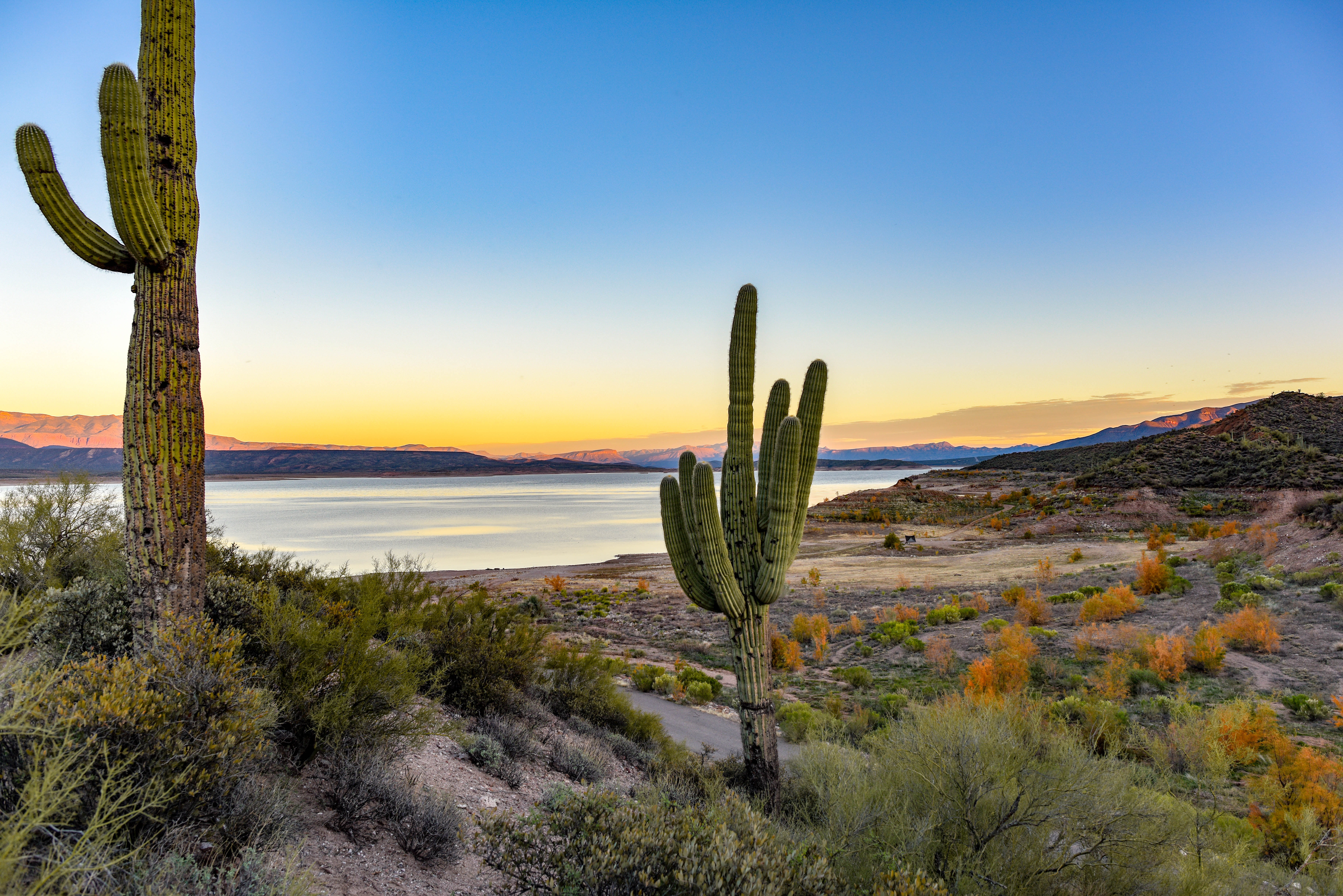 outdoors, cactuses, sky, water, climate, beauty in nature, lake, tree, green, scenery, semi-arid, sunset, saguaro cactus, tranquility, horizon, 5K, tranquil scene, HD Wallpaper