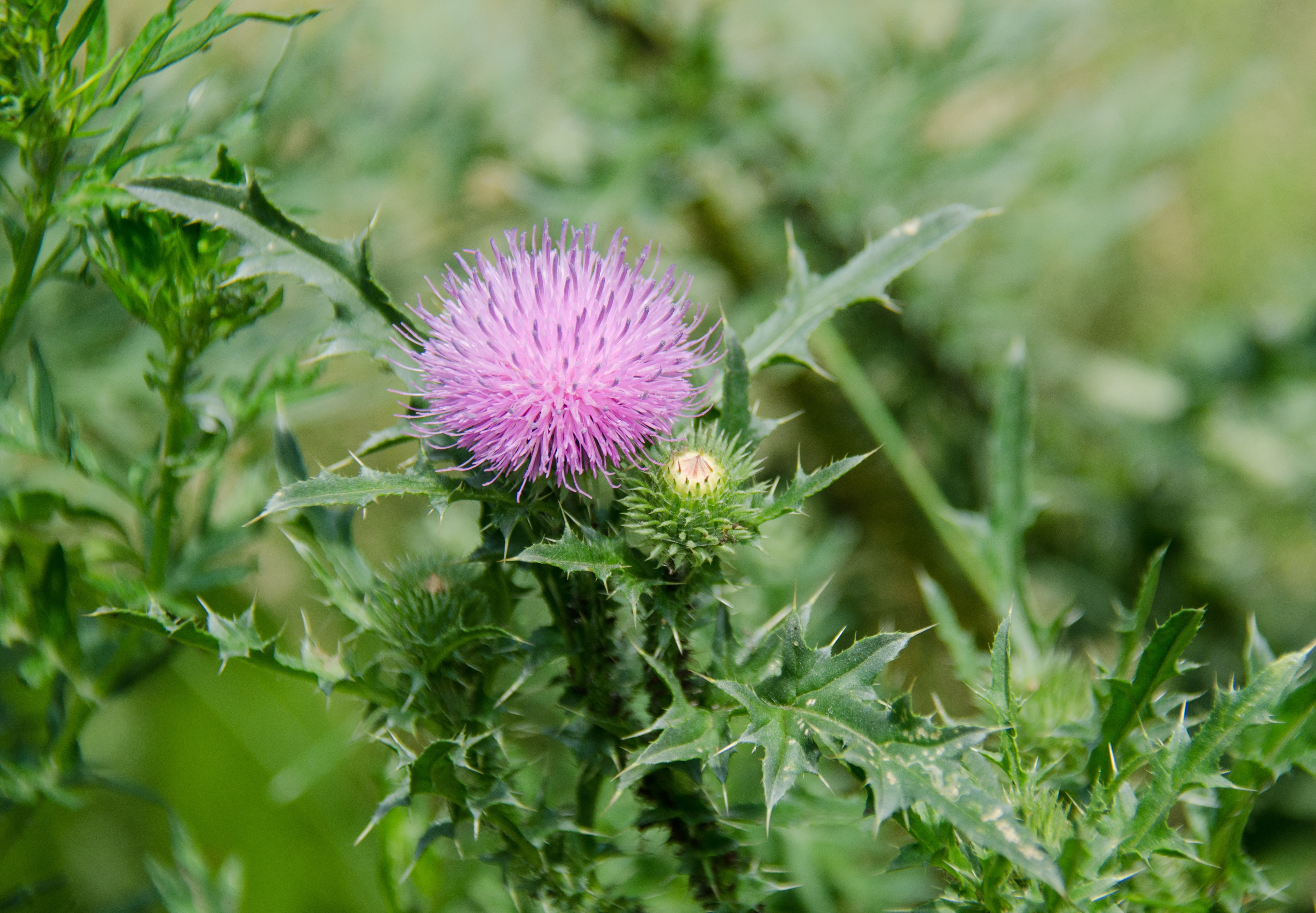 freshness, leaves, plant part, artichoke, purple, flower head, growth, vulnerability, inflorescence, fragility, thistle spiny, thistle, no people, 4K, HD Wallpaper
