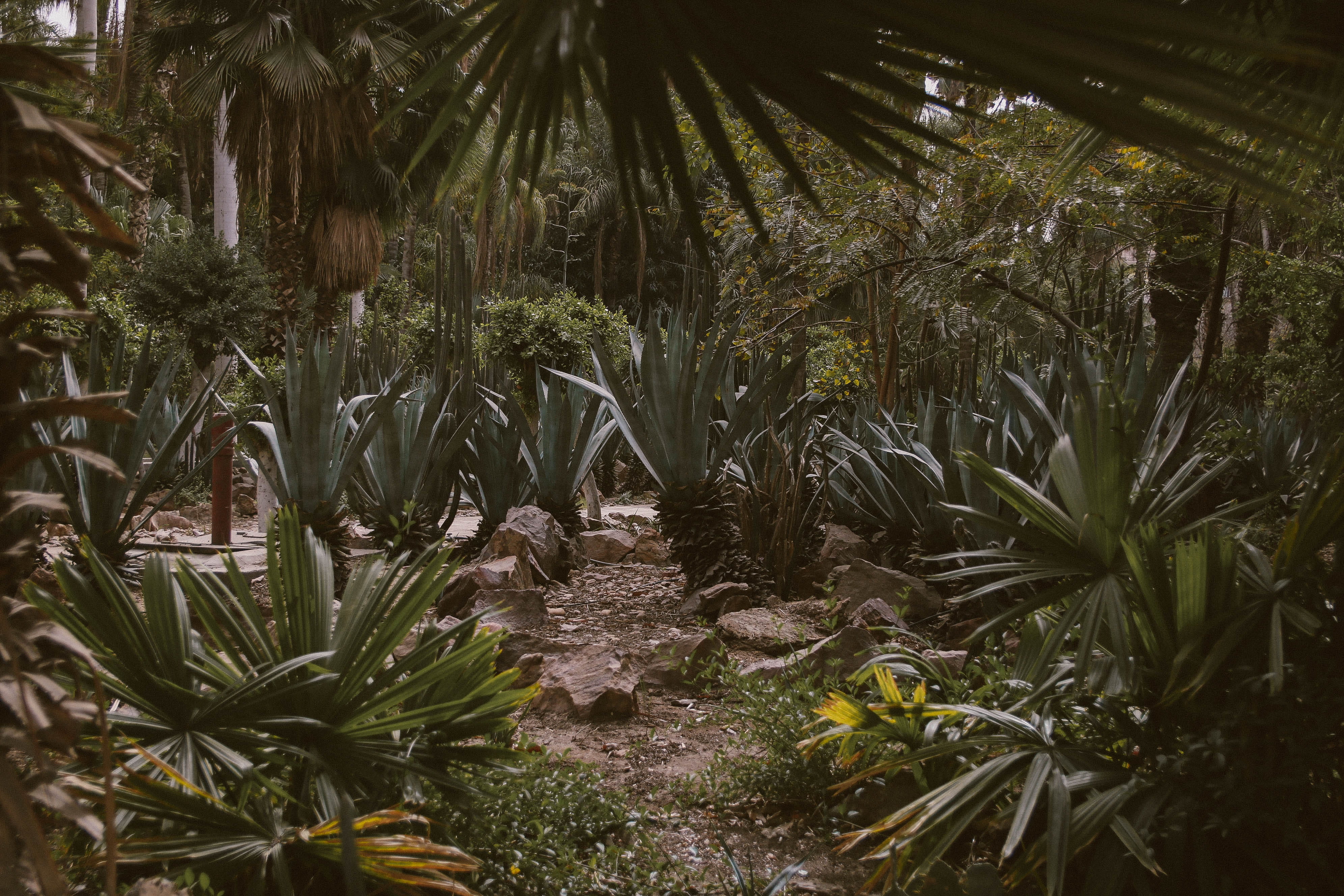 plant part, jungle, day, palm, background, garden, summer, color, direction, tranquility, 4K, tree, plants, outdoors, land, environment, trees, exotic, HD Wallpaper