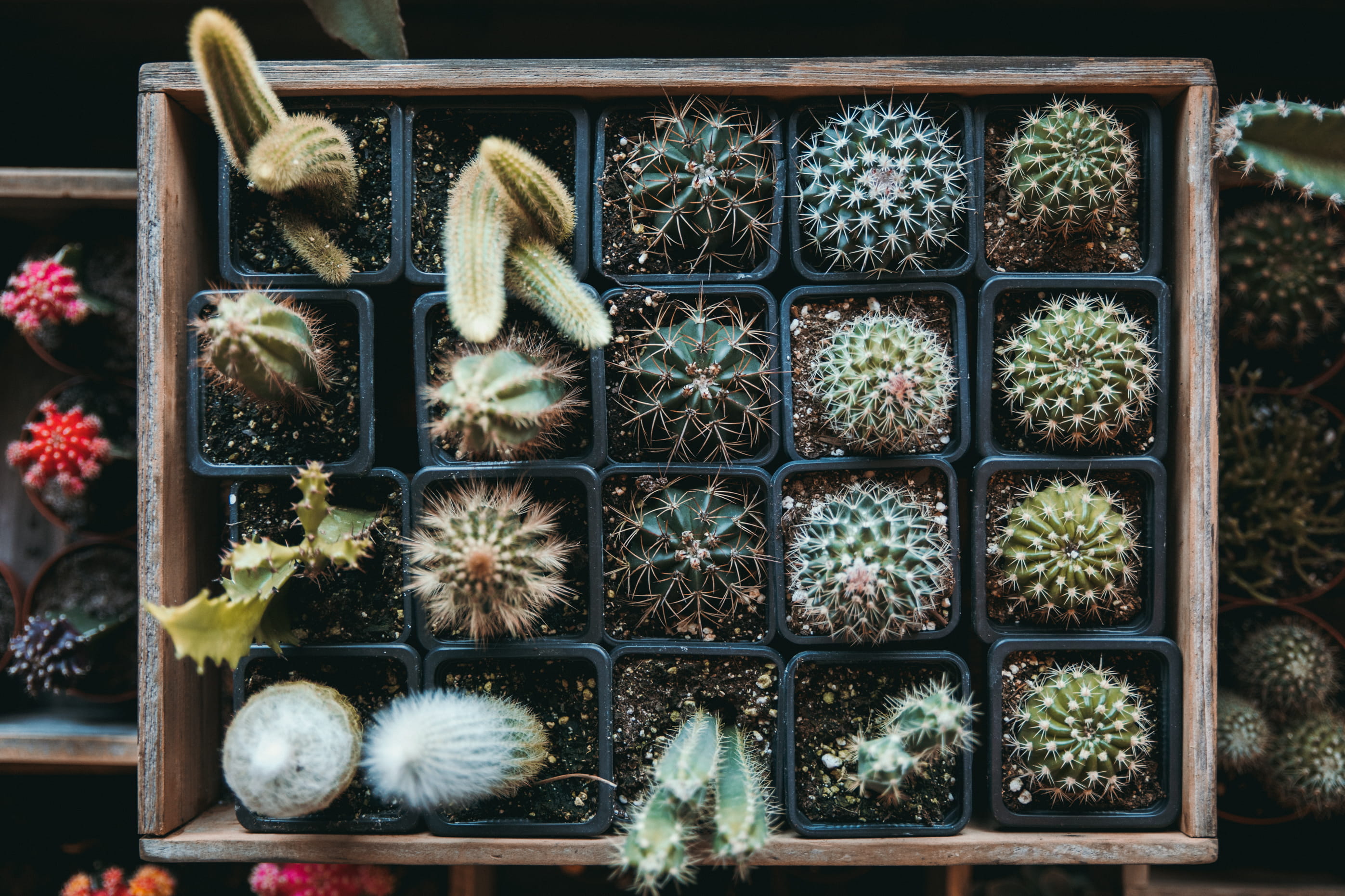 happy, nature, green Color, wooden, ornate, close-up, brown, backgrounds, desert, pattern, pot, healthy, storage, food, decoration, cactuse, HD Wallpaper