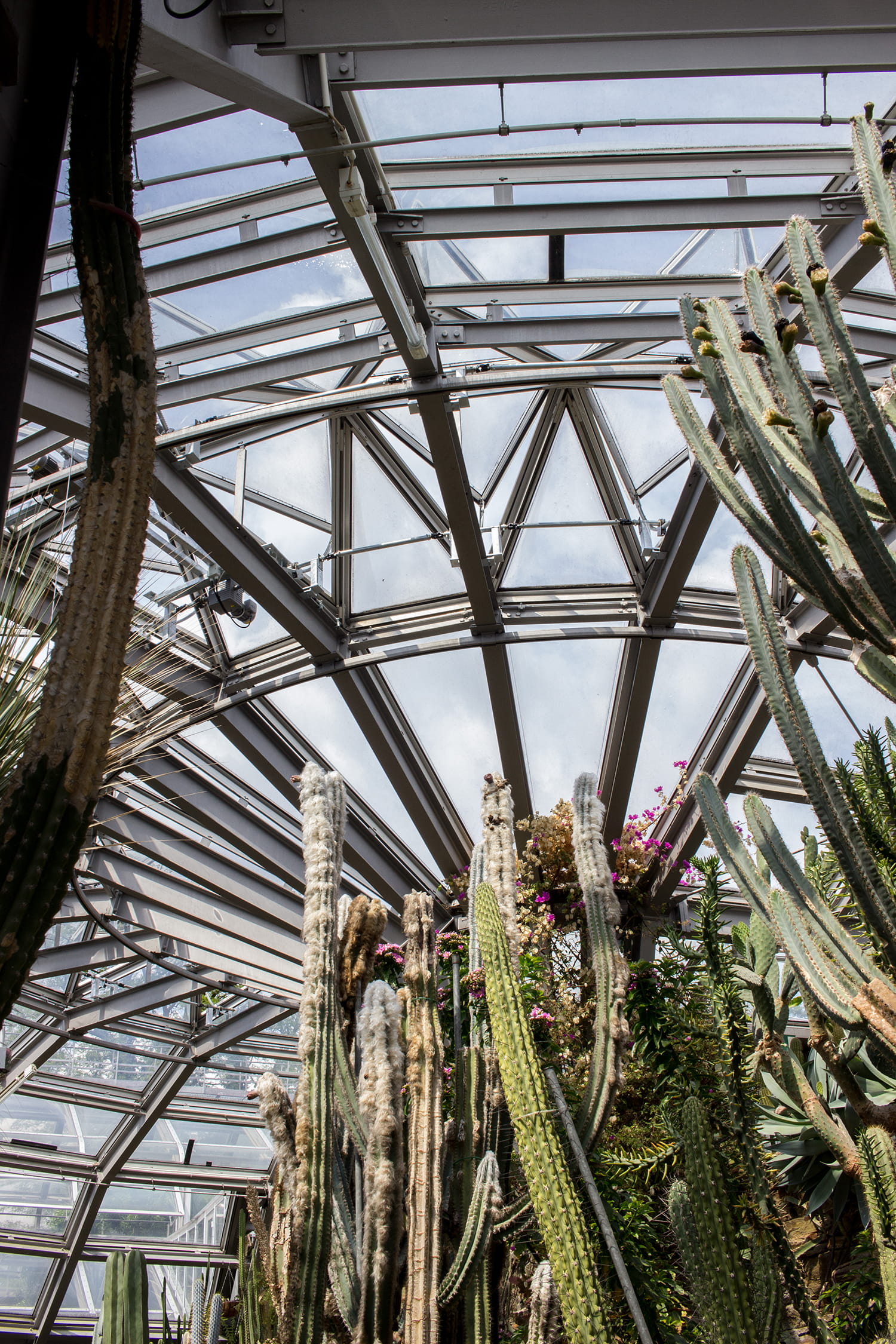 sunlight, hot, sky, berlin, botanical garden, no people, growth, glass house, plant, cacti, plants, pattern, built structure, desert, green, ceiling, cactus, Phone HD Wallpaper