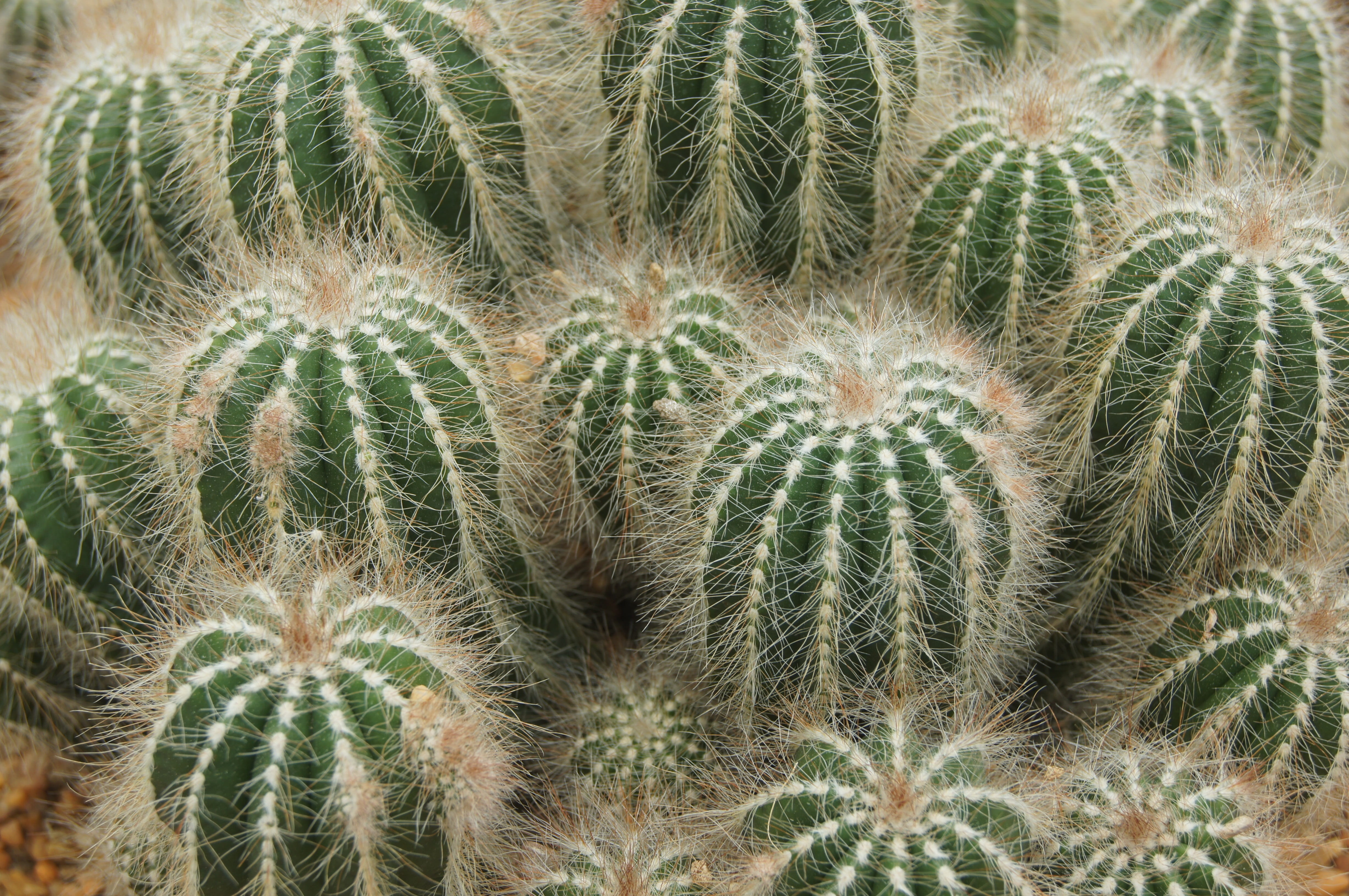 day, plants, cactuses, nature, arid climate, planting, natural pattern, pallokaktus, flower, thorn, outdoors, 4K, succulent plant, climate, green color, HD Wallpaper