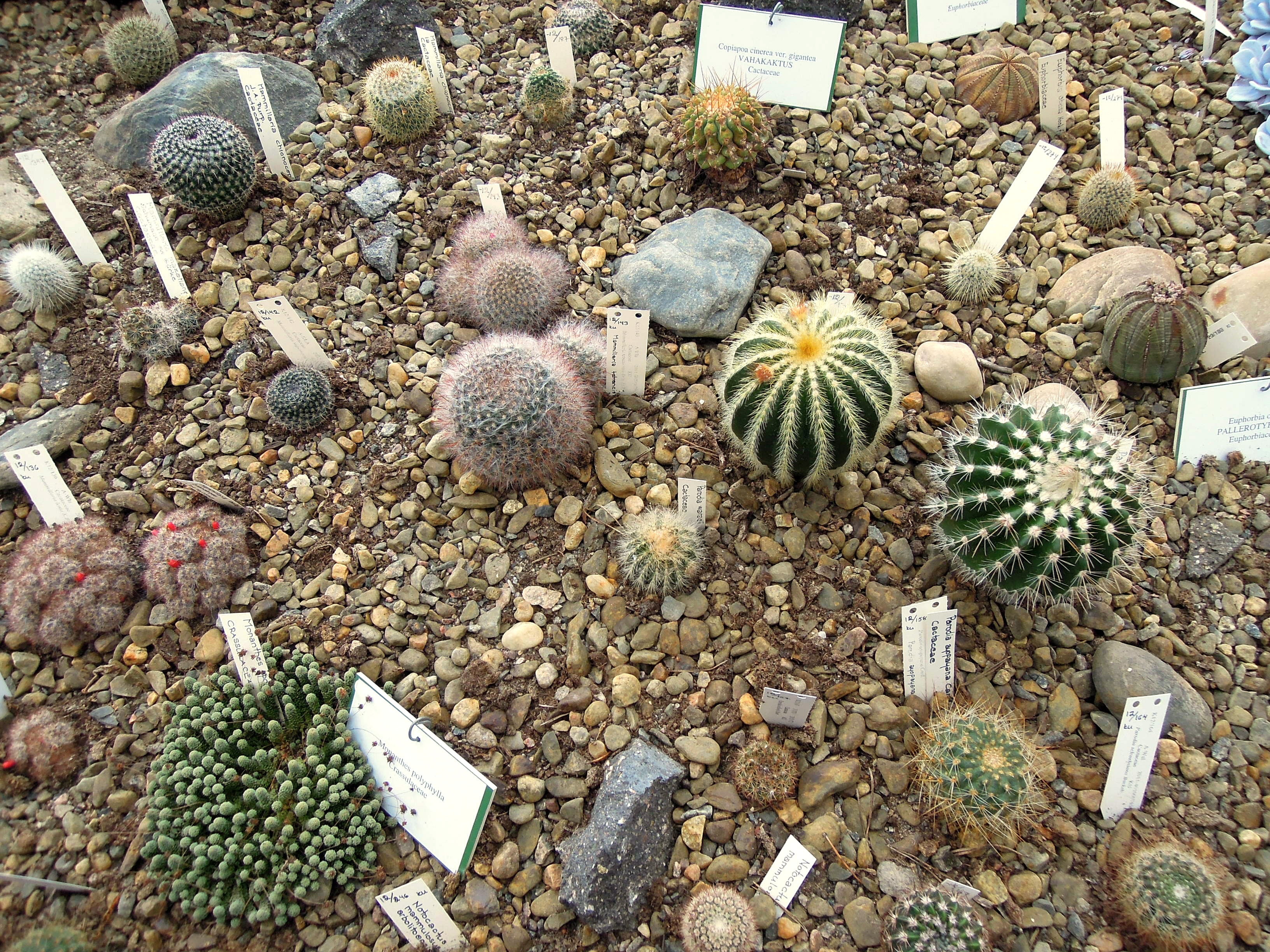 stone - object, large group of objects, seashell, rock - object, day, outdoors, food and drink, instill, high angle view, cactus, choice, plants, stone, HD Wallpaper