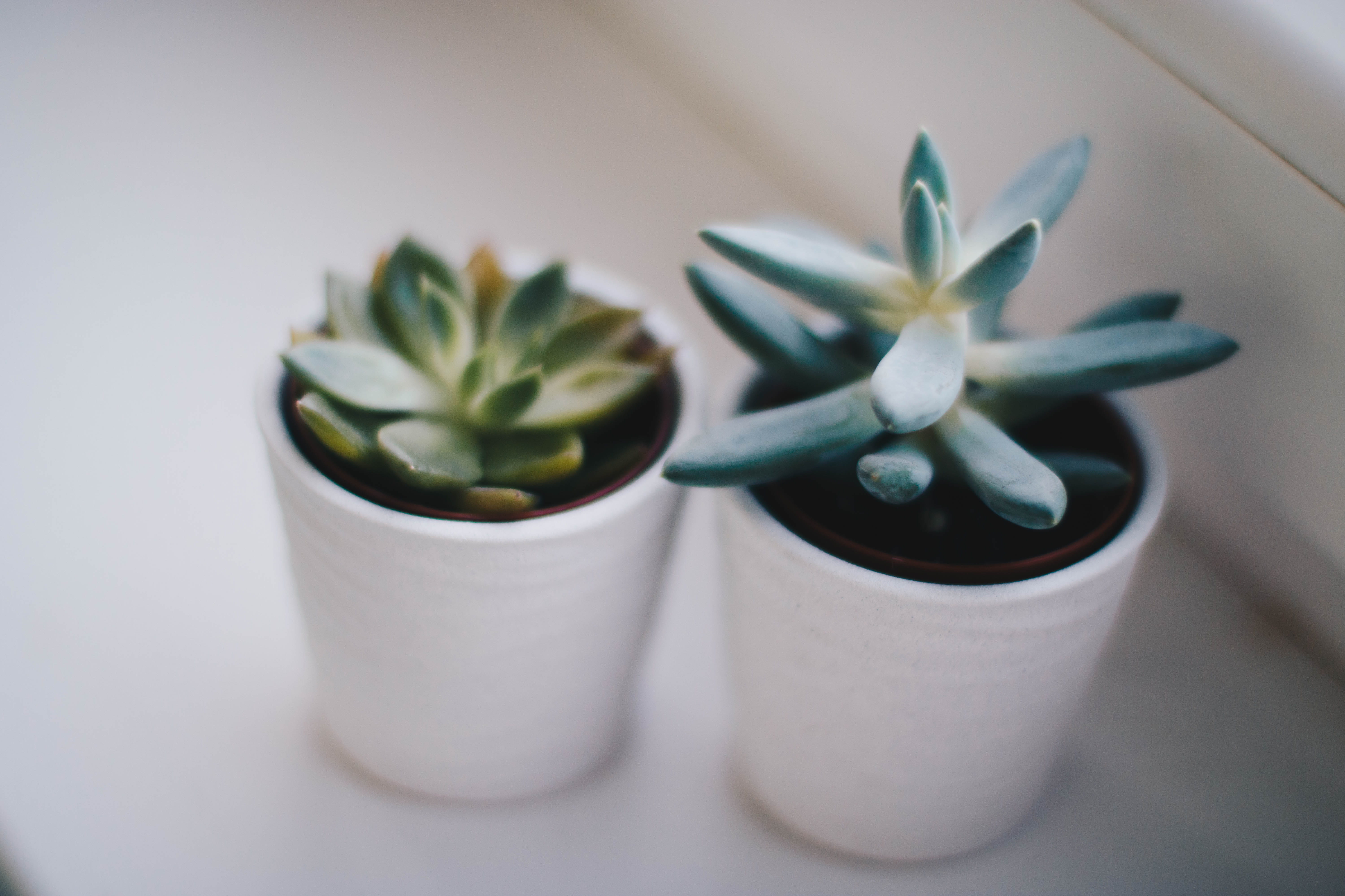 pots, selective focus, sharp, day, beauty in nature, houseplant, green color, cactuses, green, indoors, white color, 5K, table, focus on foreground, growth, HD Wallpaper