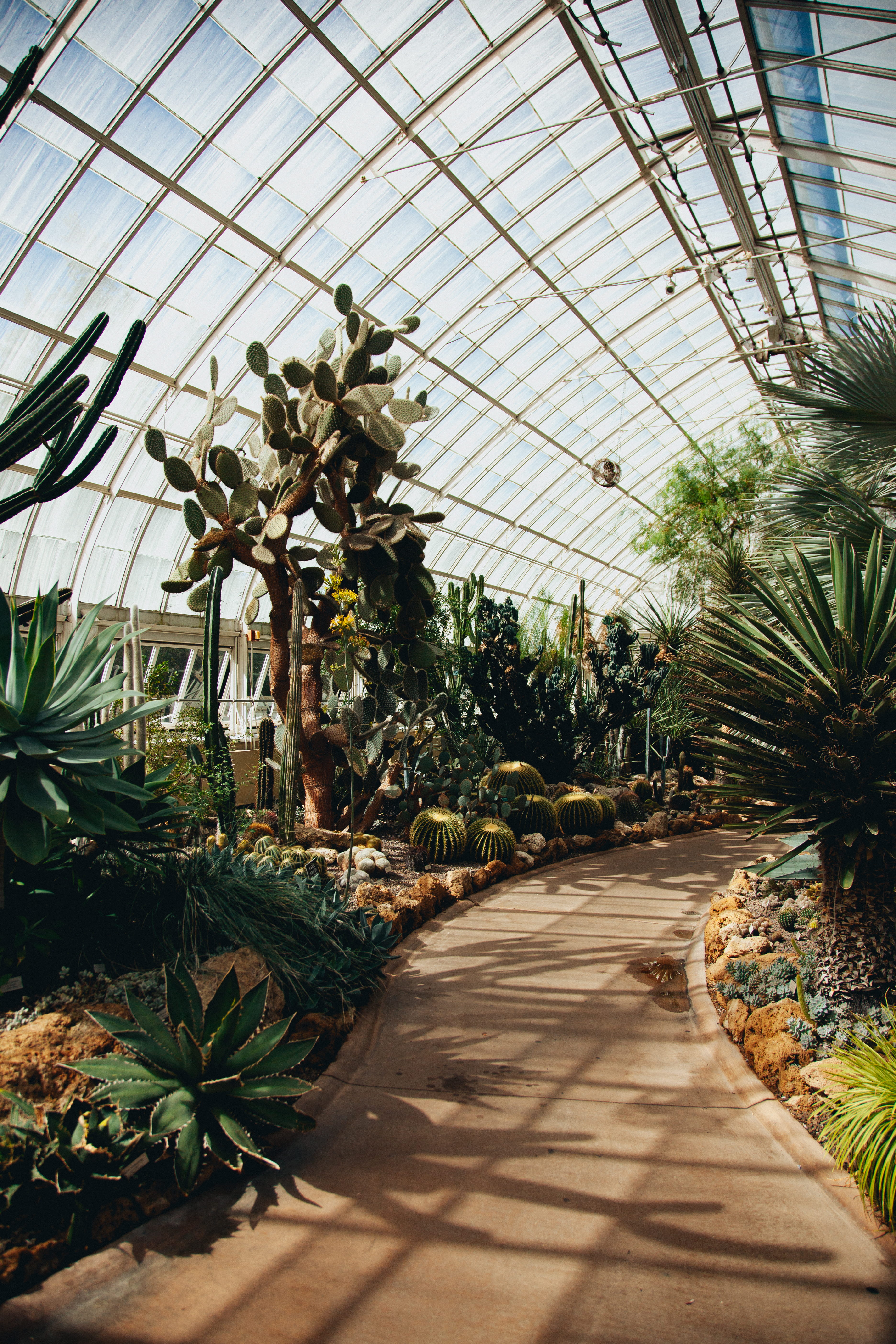 grow, new york botanical garden, cactus, green, autumn, plant nursery, built structure, cactuses, path, green color, beauty in nature, 5K, growth, plant, Phone HD Wallpaper