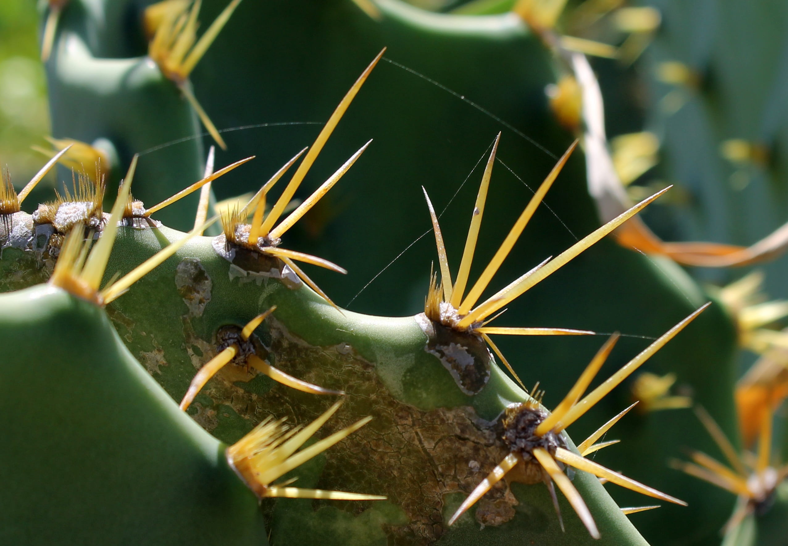 leaf cactus, no people, green color, animal themes, day, animals in the wild, sharp, pimply, insect, cactus, green, cactuses, close-up, thorns, growth, HD Wallpaper