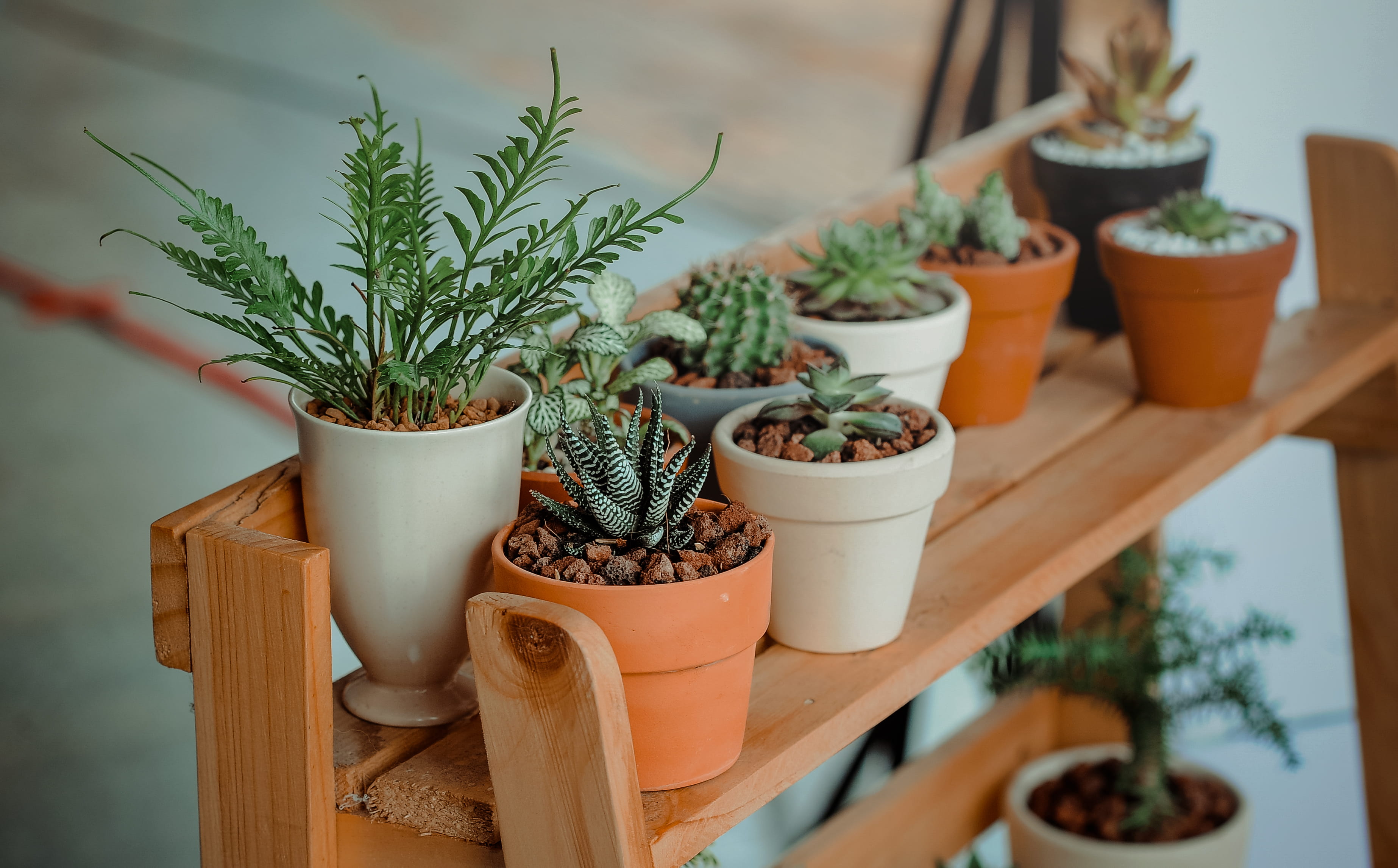 lot, nature, indoor, day, green, houseplants, growth, plant, cactus, pots, cacti, beauty in nature, selective focus, table, wooden, wood - material, wood, HD Wallpaper