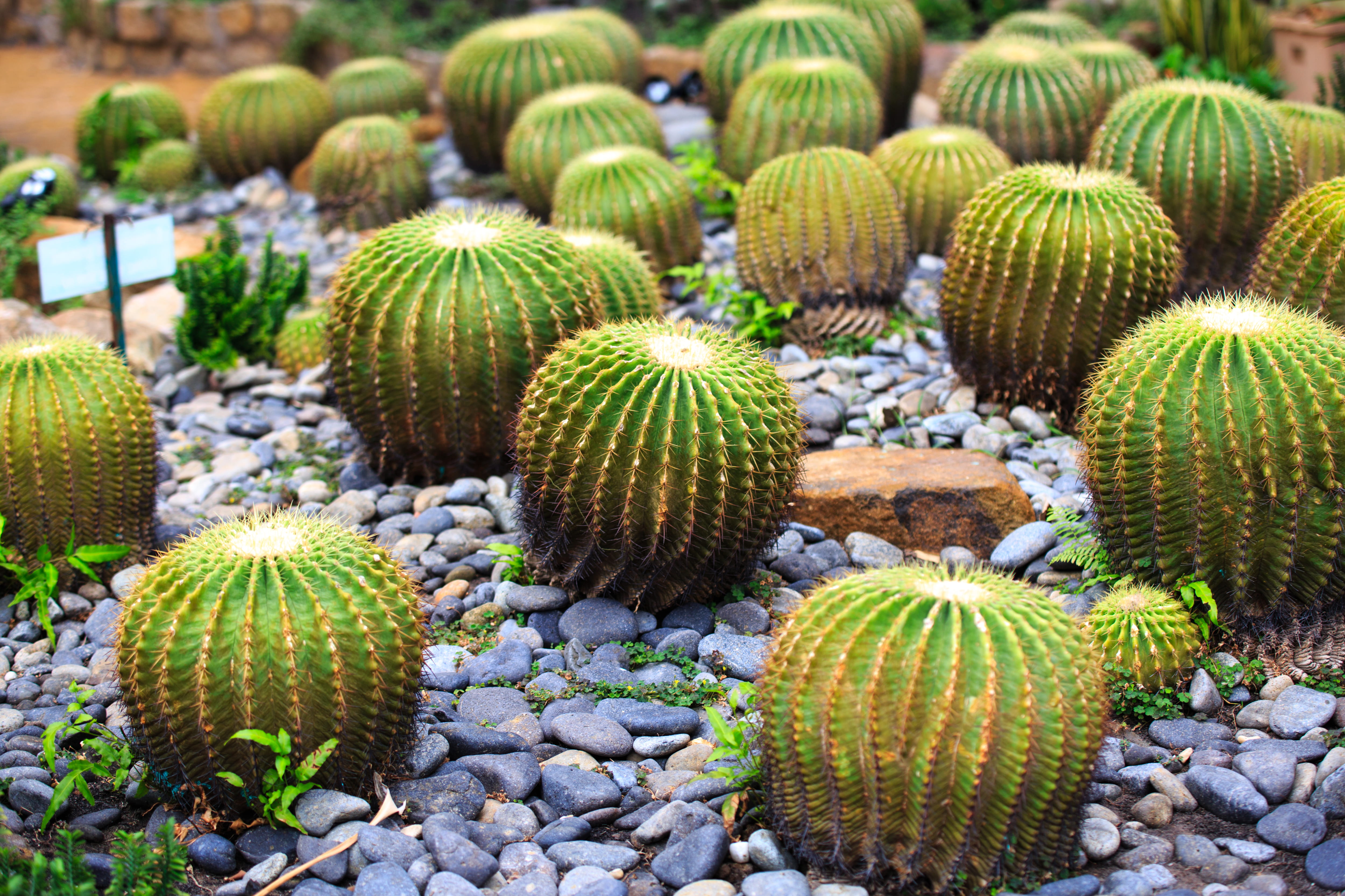 cactus plant, close-up, barrel cactus, cactus, agriculture, succulents, outdoors, land, succulent plant, no people, grow, beauty in nature, day, barrel, HD Wallpaper