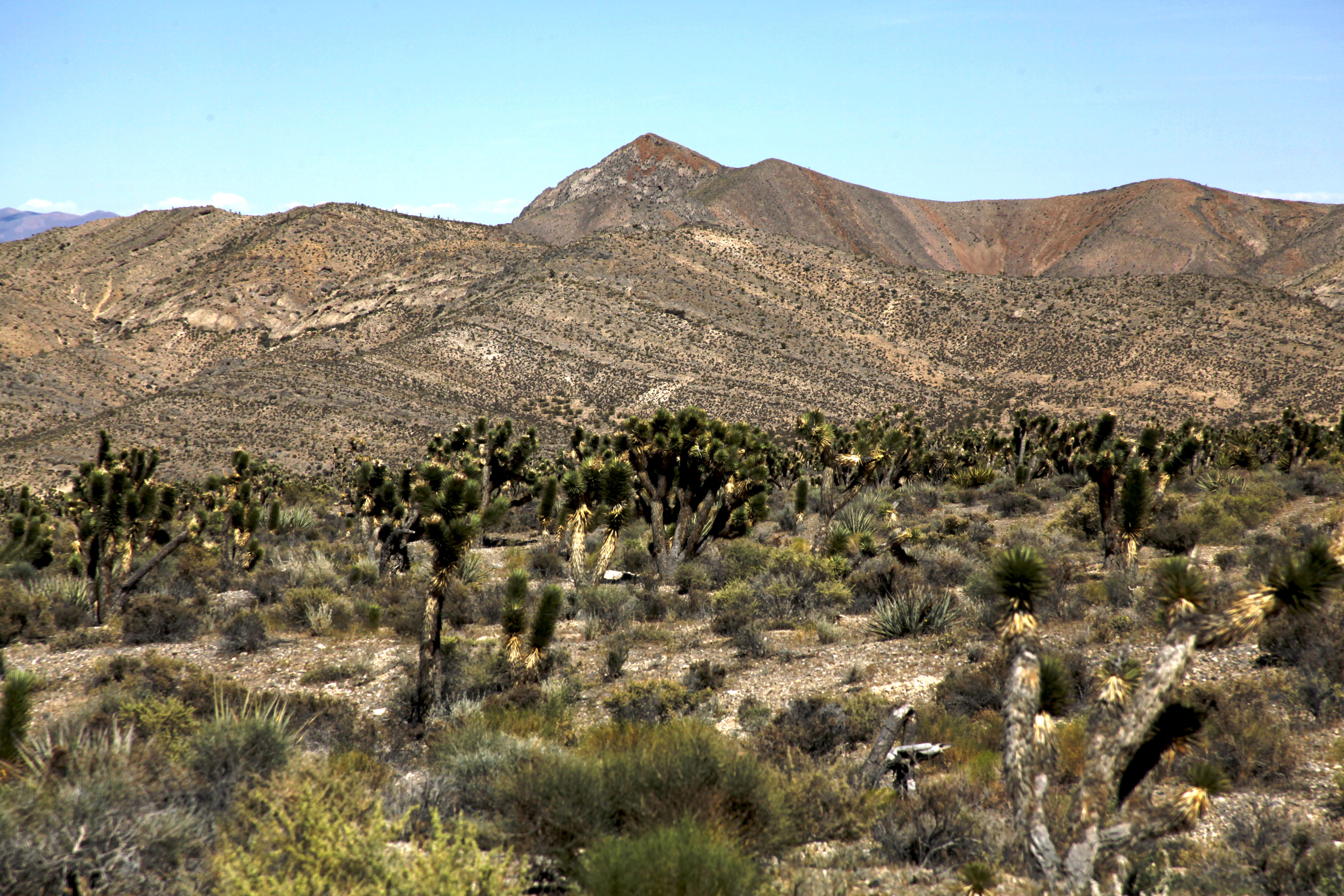 daylight, cactuses, brown, formation, semi-arid, mountain range, tranquility, non-urban scene, 5K, scenics - nature, outdoors, bushes, hot, tranquil scene, HD Wallpaper