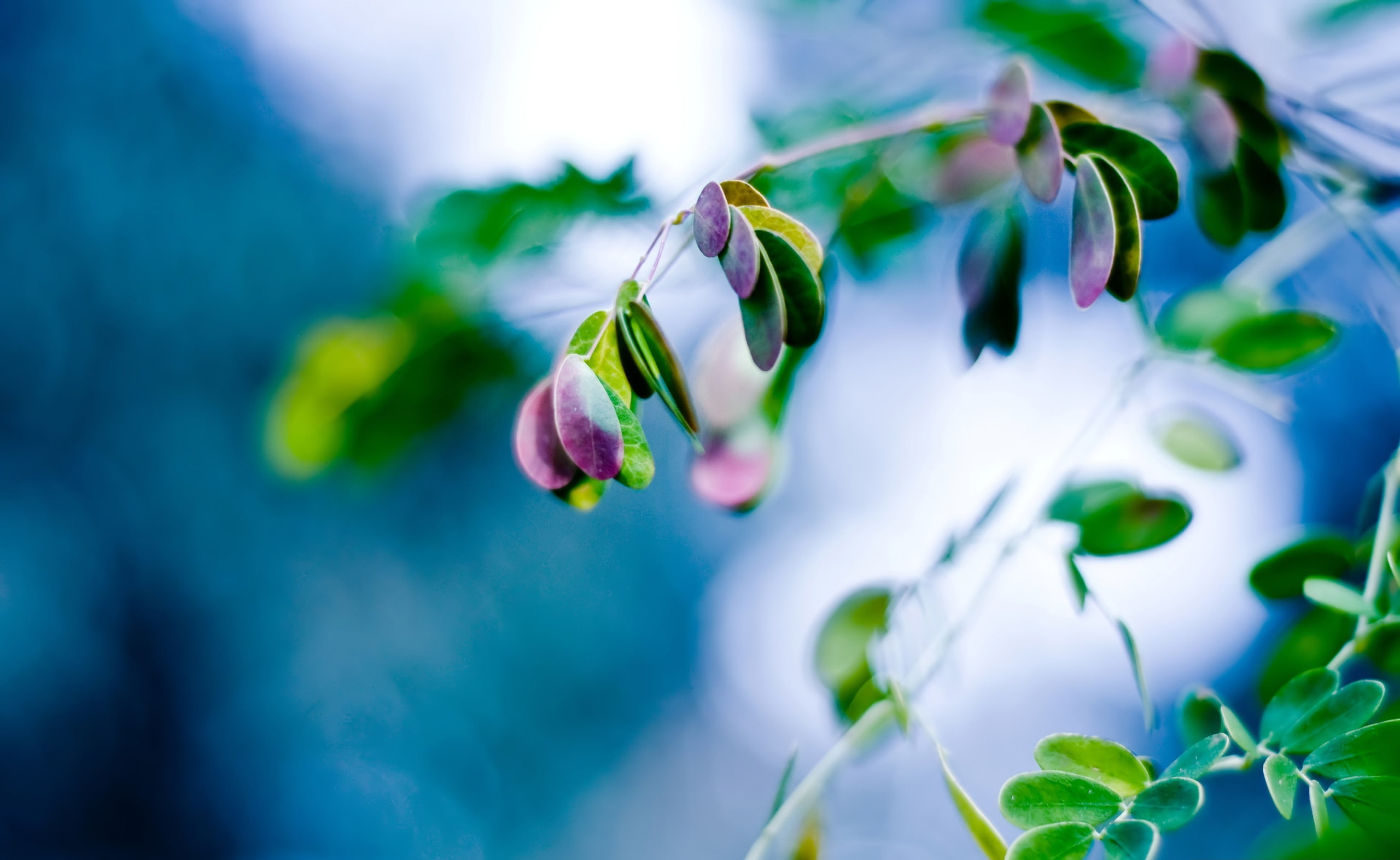 selective focus, no people, 2K, flower head, bud, purple, nature, Aero, focus on foreground, fragility, colorful, color, leaves, moringa, splash, flowering plant, HD Wallpaper