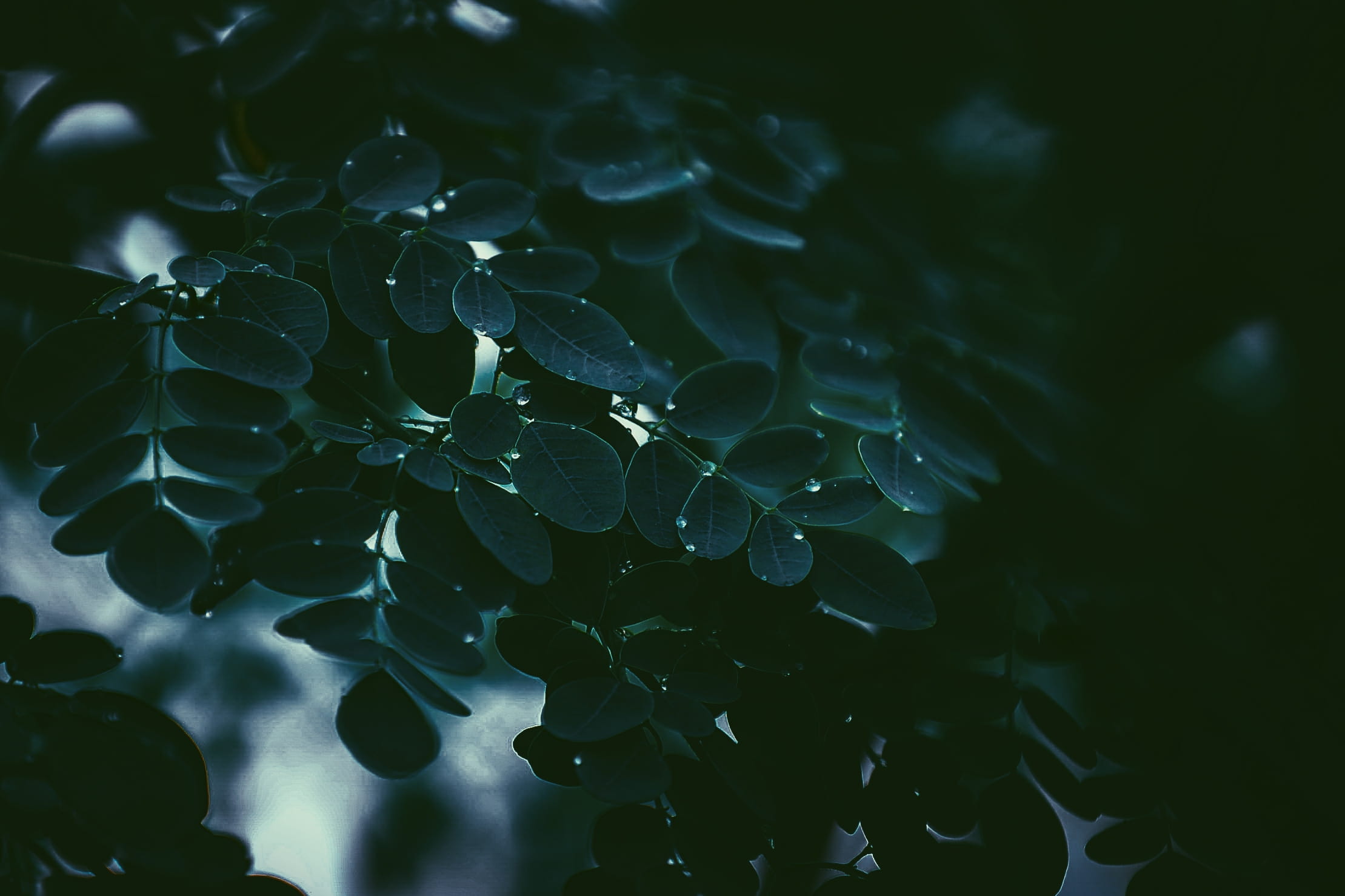 blue, 1080P, purity, wet, water, nature, tilt shift lens, abstract, plant part, beauty in nature, no people, tranquility, freshness, selective focus, reflection, HD Wallpaper