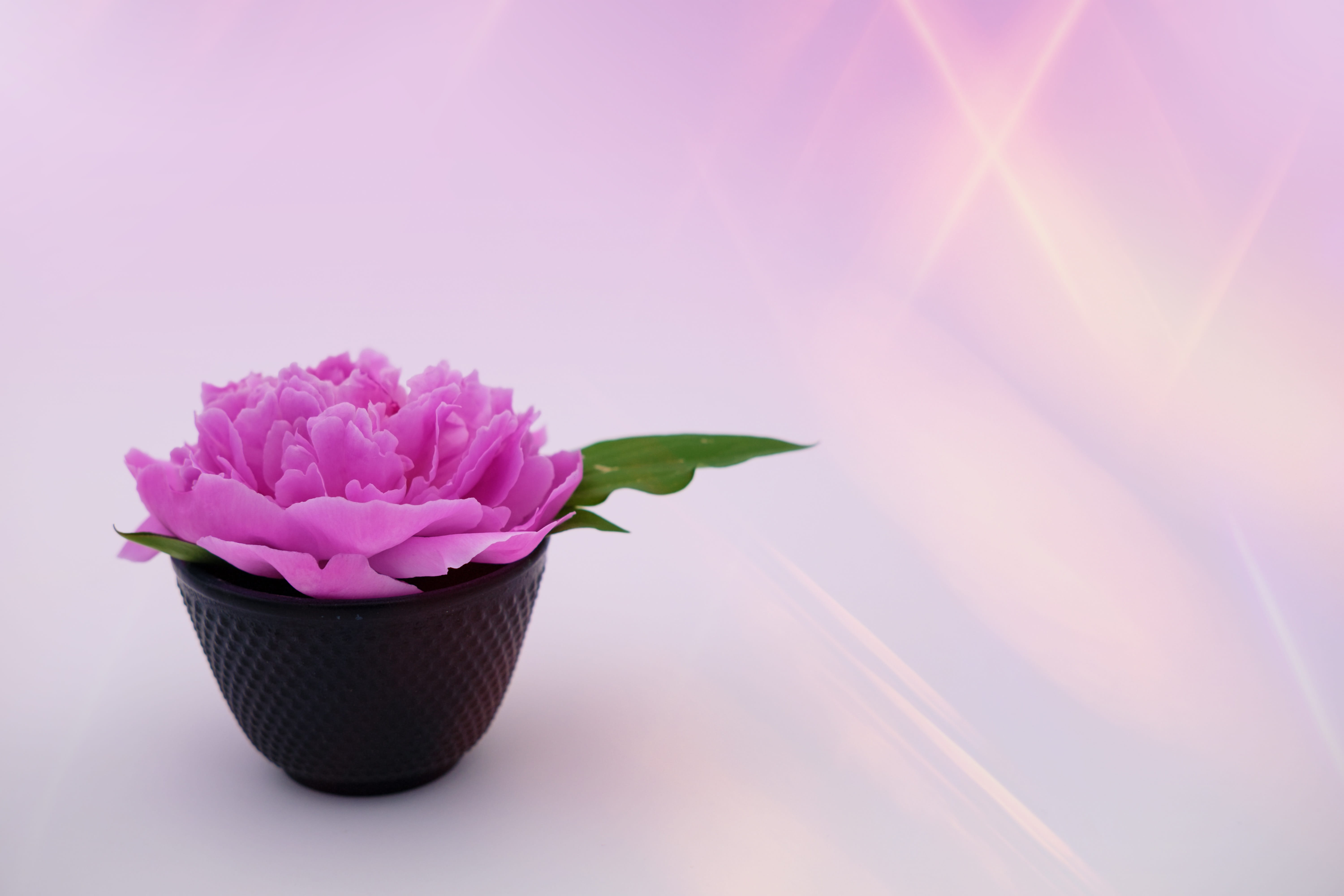 beauty, 5K, paeonia, map, petal, beauty in nature, peony, pentecost rosengewächs, physio, inflorescence, vulnerability, pink color, freshness, leaf, springtime, HD Wallpaper