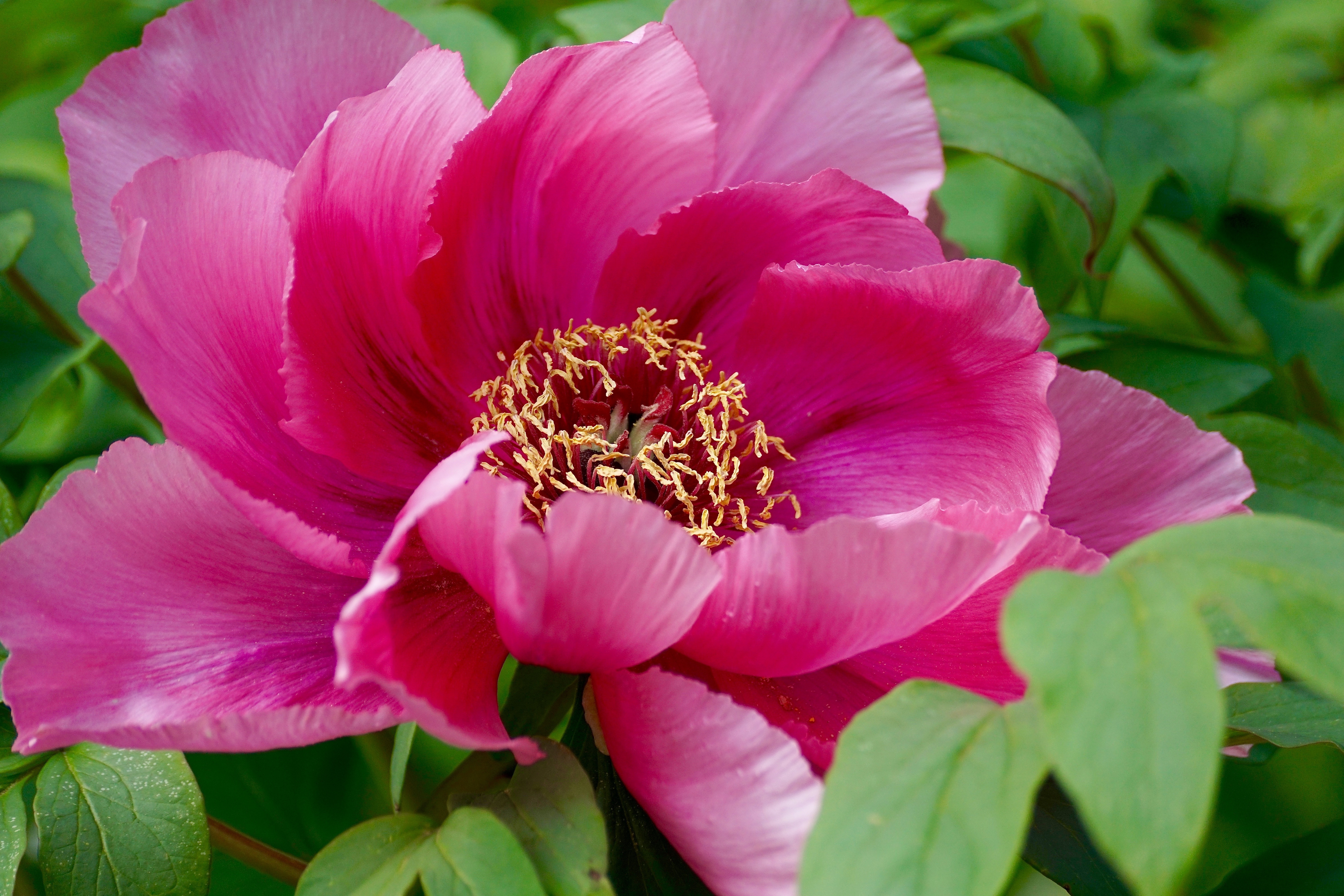 spring, pink color, peony, garden, plant part, sweet, vulnerability, photograph, pentecost, rose family, pink, fragility, rose bloom, focus on foreground, HD Wallpaper