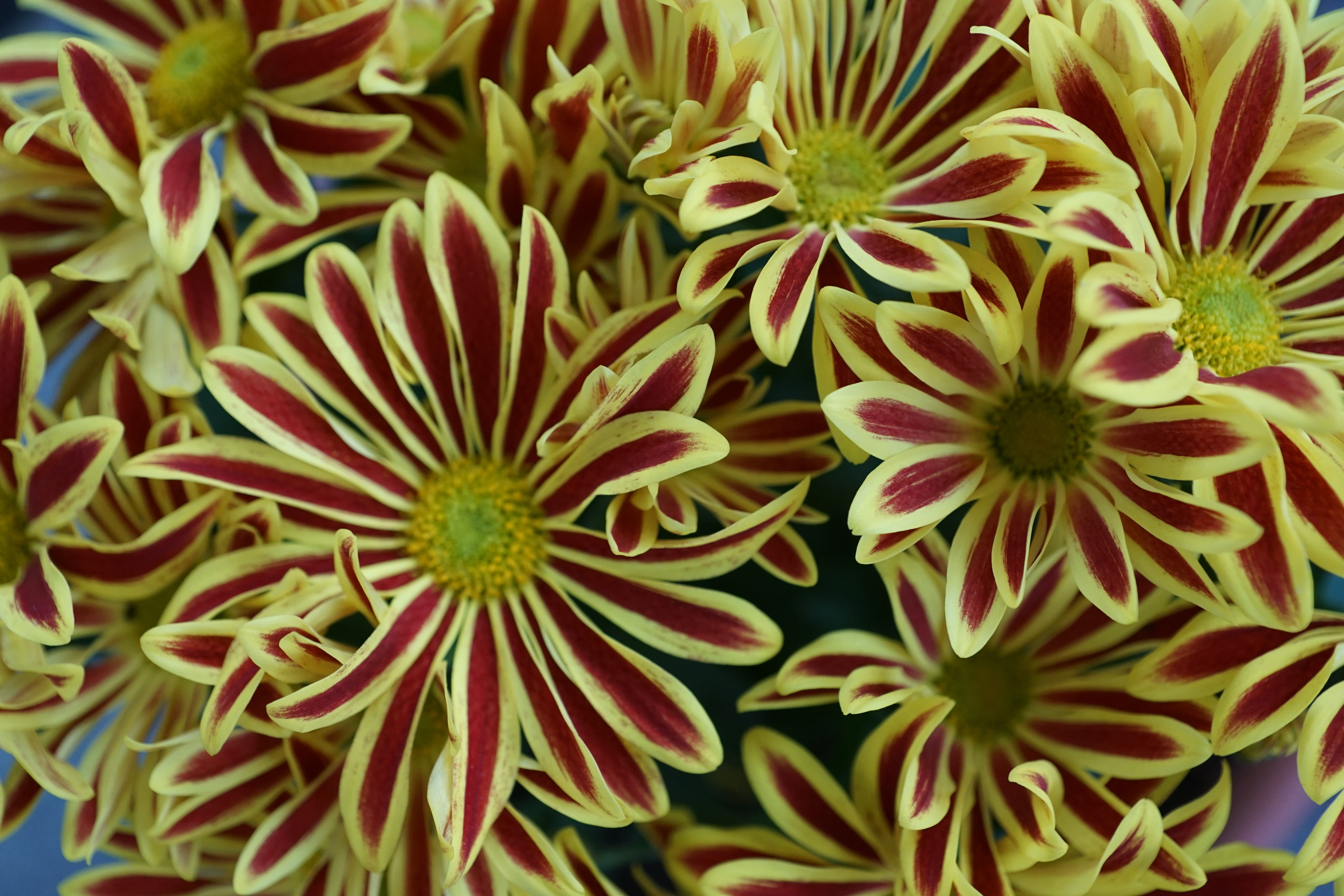chrysanthemum, flowering plant, colorful, yellow, nature, flower, natural pattern, plant, perfume, macro, outdoors, beauty, full frame, cosmetics, garden, HD Wallpaper