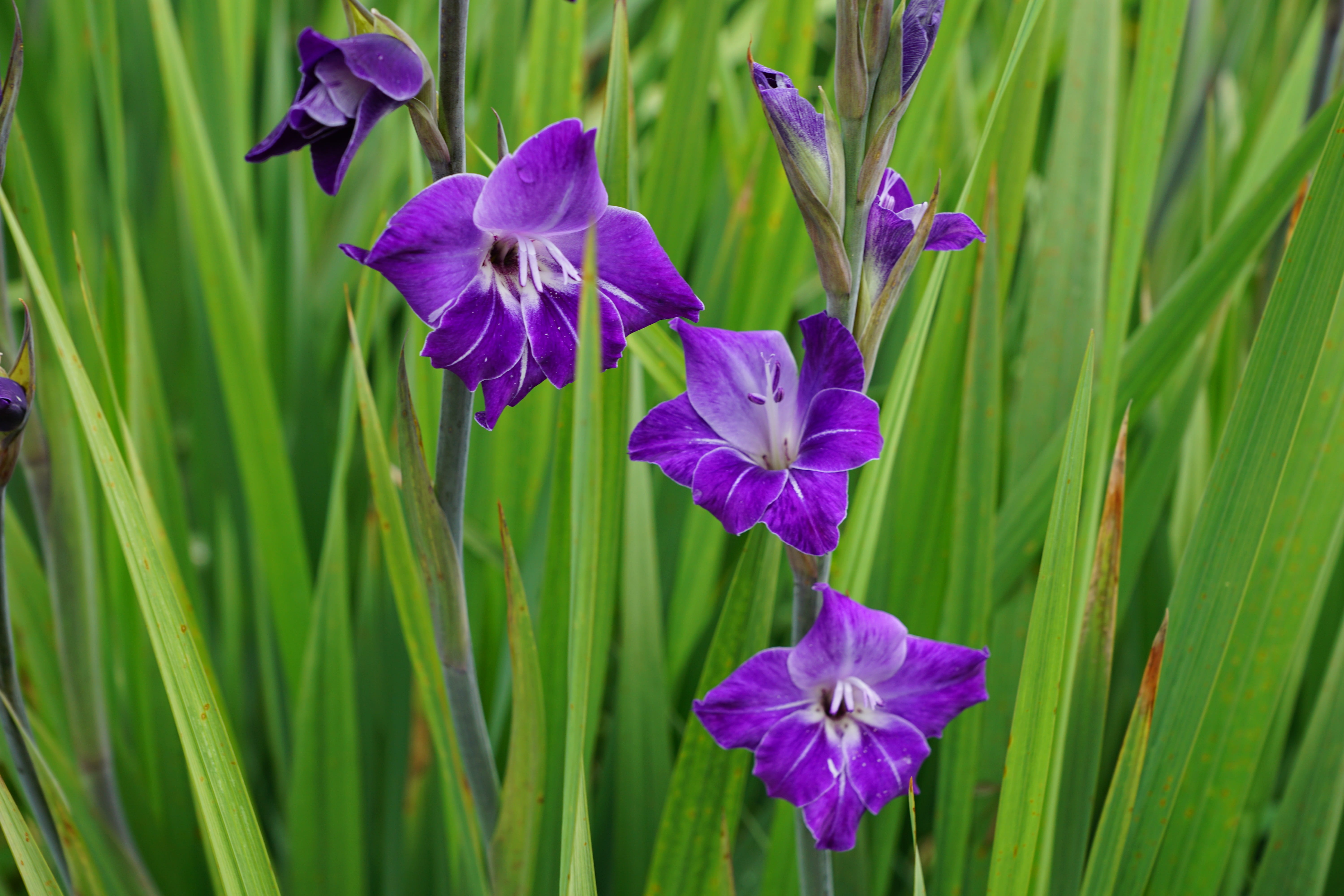 iris - plant, surprise, perfume, freshness, focus on foreground, blue, flowering plant, beautiful, aroma, green color, nature, beauty, gift, vulnerability, HD Wallpaper