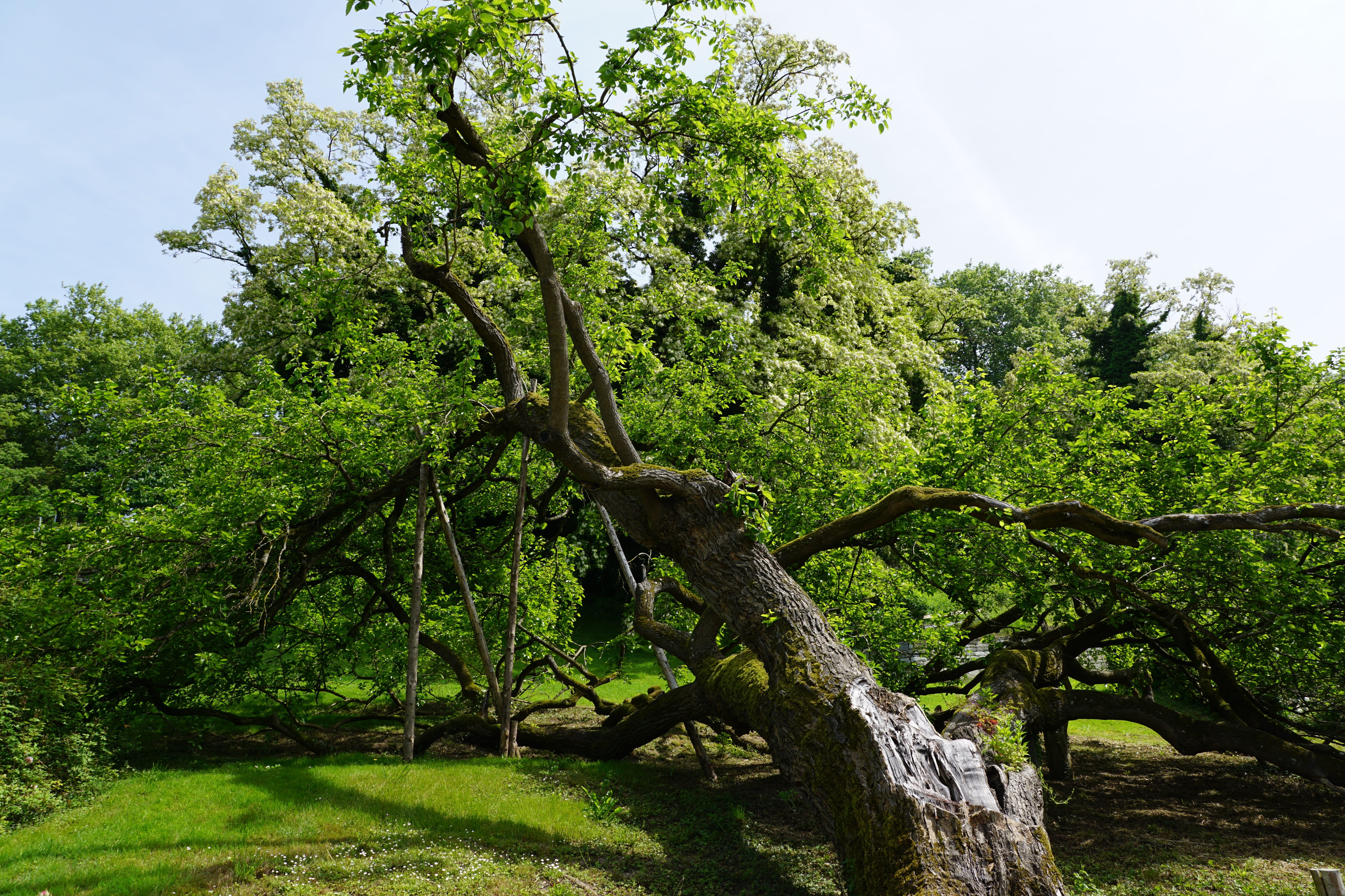 medicinal plant, growth, outdoors, plant, mainau, germany, spa, preparation, tee, tranquil scene, branch, land, womens day, green color, tree, color, south, HD Wallpaper