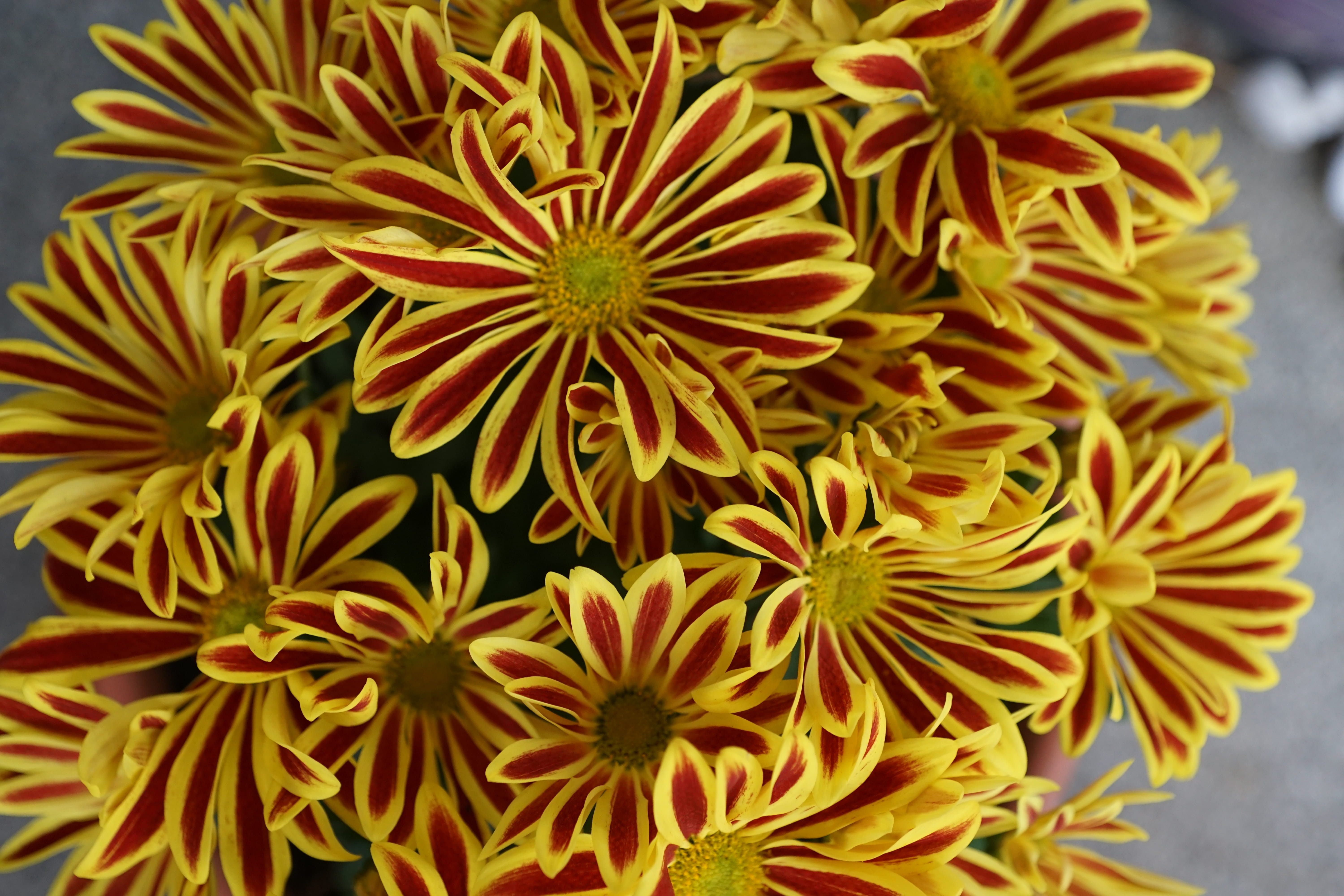 womens day, close-up, beautiful, perfume, petal, fragrance, park, pollen, flowering plant, bouquet, 5K, colorful, aroma, garden, chrysanthemum, cosmetics, HD Wallpaper