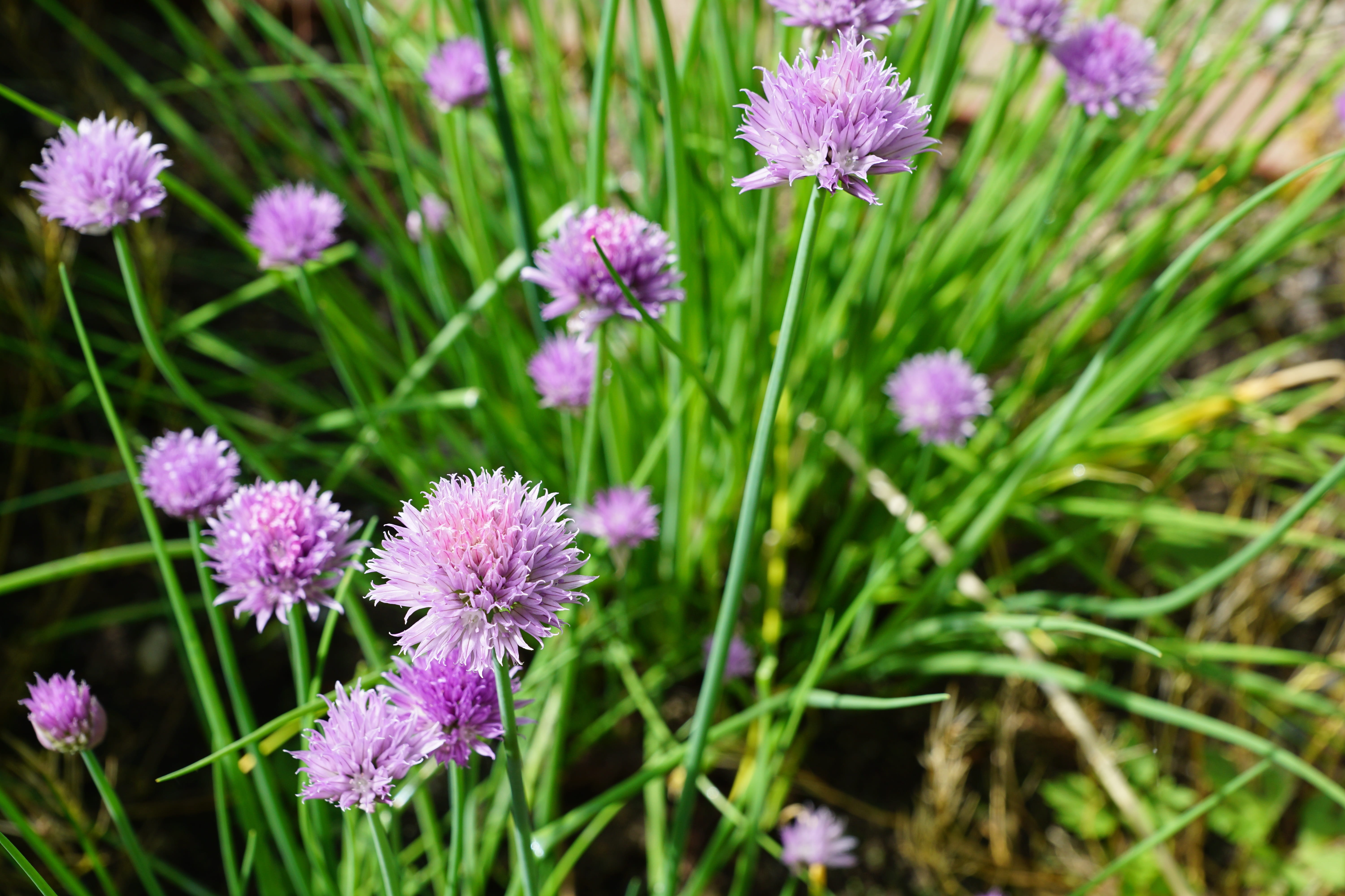 leek, more, beauty in nature, color, peninsula, mainau, nature, flourished, plant, petal, growth, aroma, beauty, island, perfume, tee, south, garden, spa, HD Wallpaper