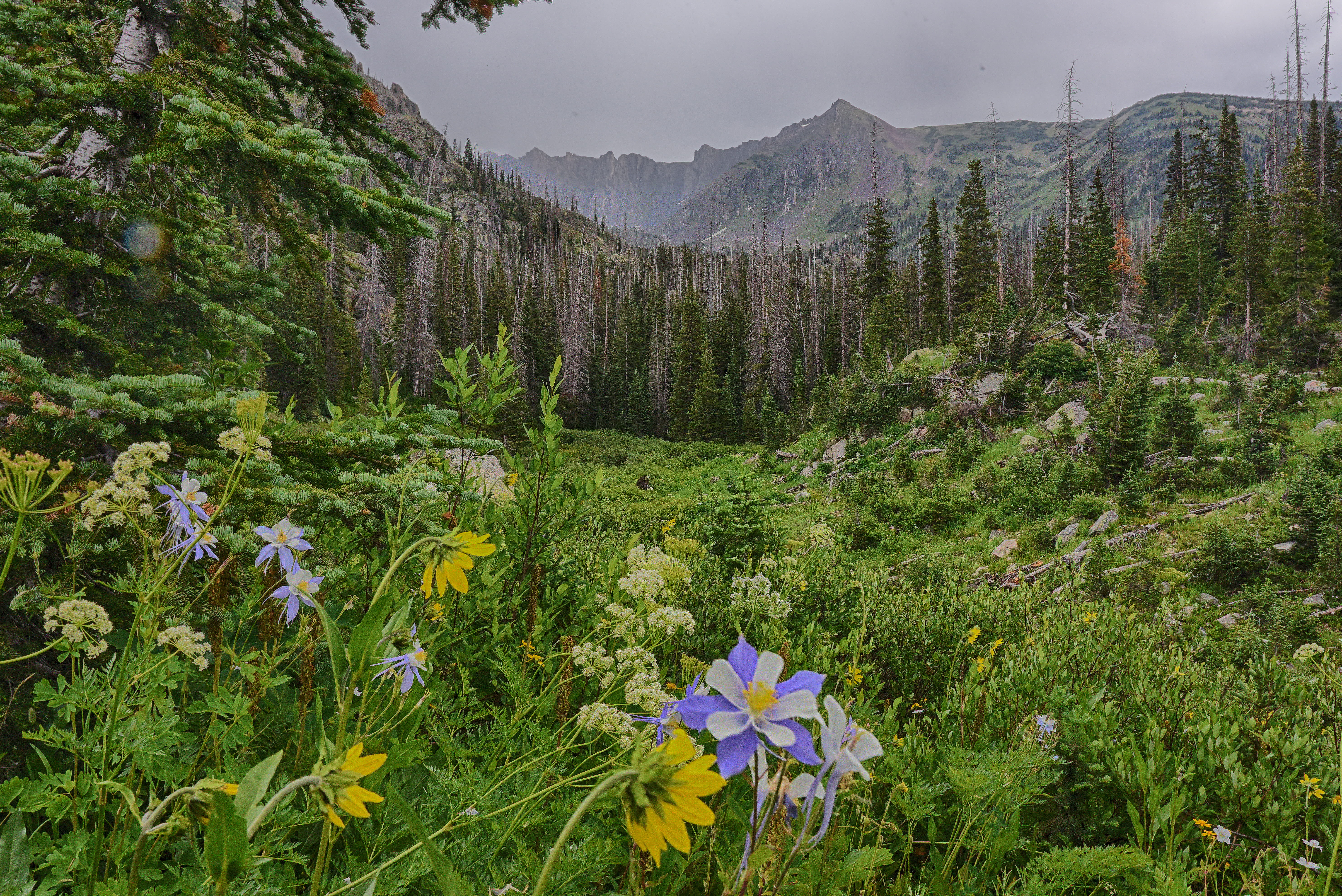 plant, no people, nature, pine tree, farm, colorado rocky, wilderness, scenics - nature, zirkel, woodland, outdoors, wildflower, pine woodland, beauty in nature, HD Wallpaper