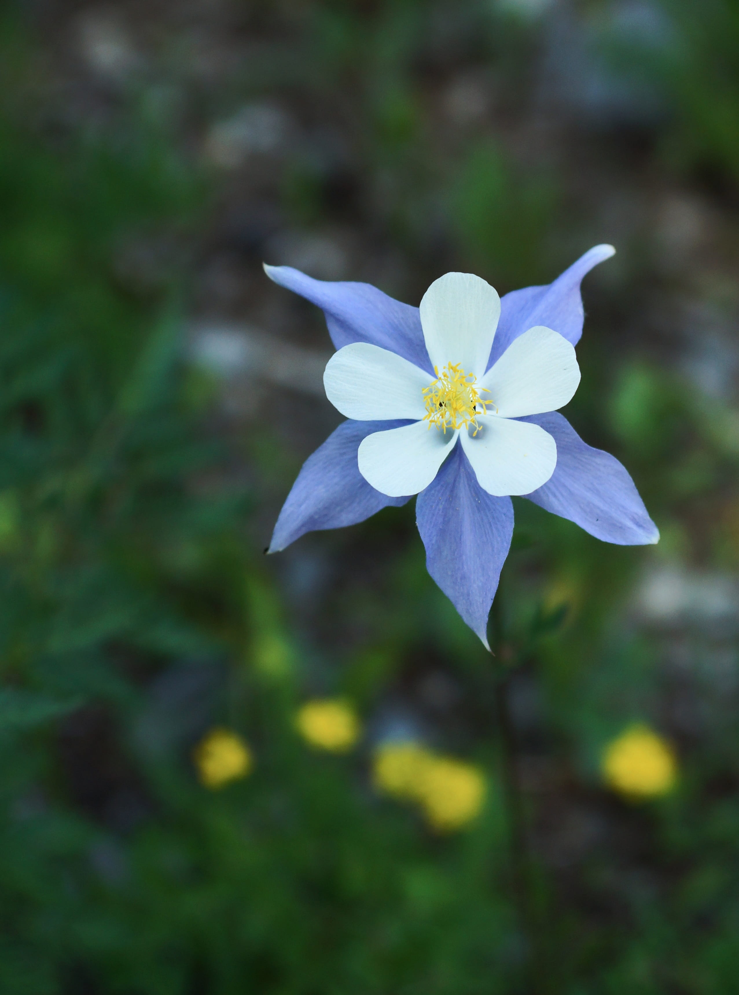 columbine, day, wildflower, focus on foreground, flowering plant, white color, flower head, no people, 2K, freshness, beauty in nature, outdoors, petal, Phone HD Wallpaper