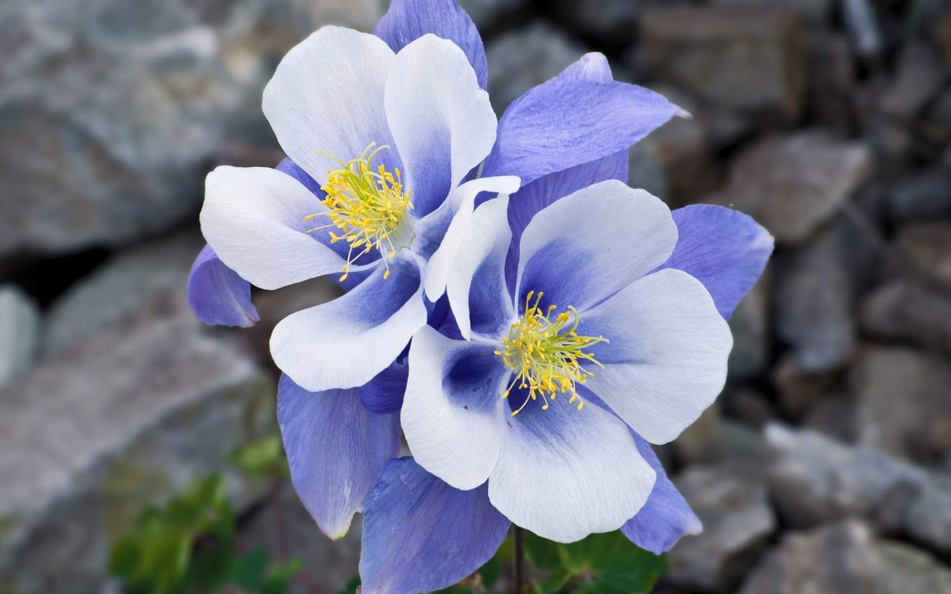 vulnerability, inflorescence, petal, freshness, focus on foreground, fragility, beauty in nature, springtime, hd, blue, close-up, 1080P, flower, columbine, HD Wallpaper
