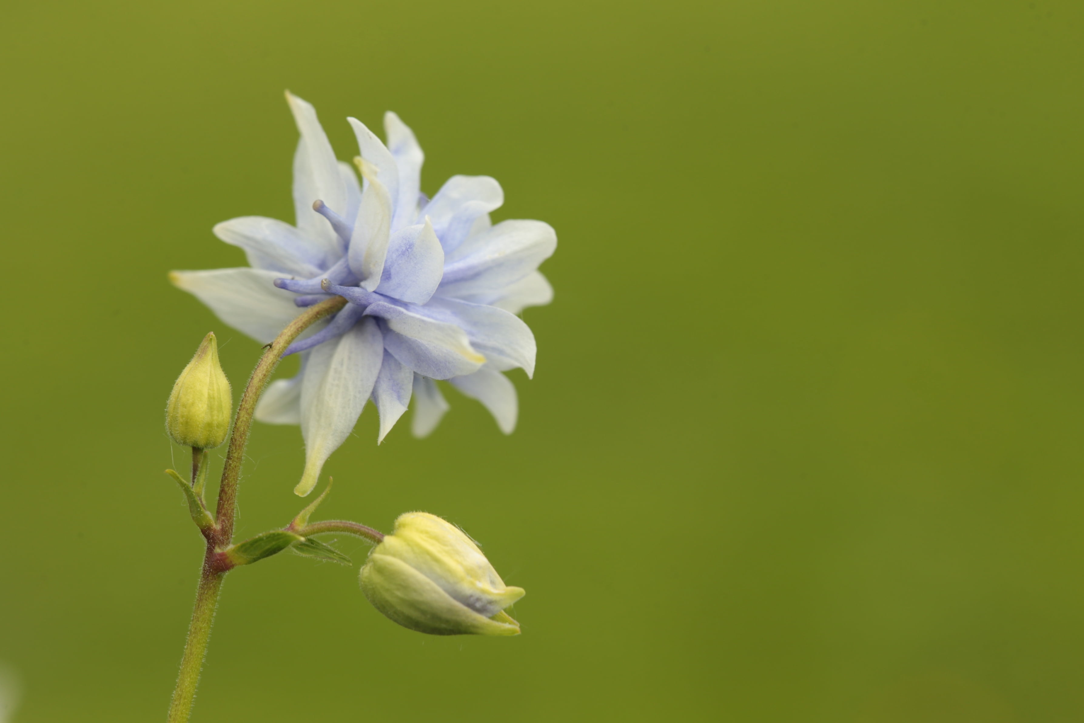 blue  flower, plant, flower Head, Columbine flower, flower, nature, selective focus, white, springtime, close-up, pink Color, summer, focus, Aquilegia, HD Wallpaper
