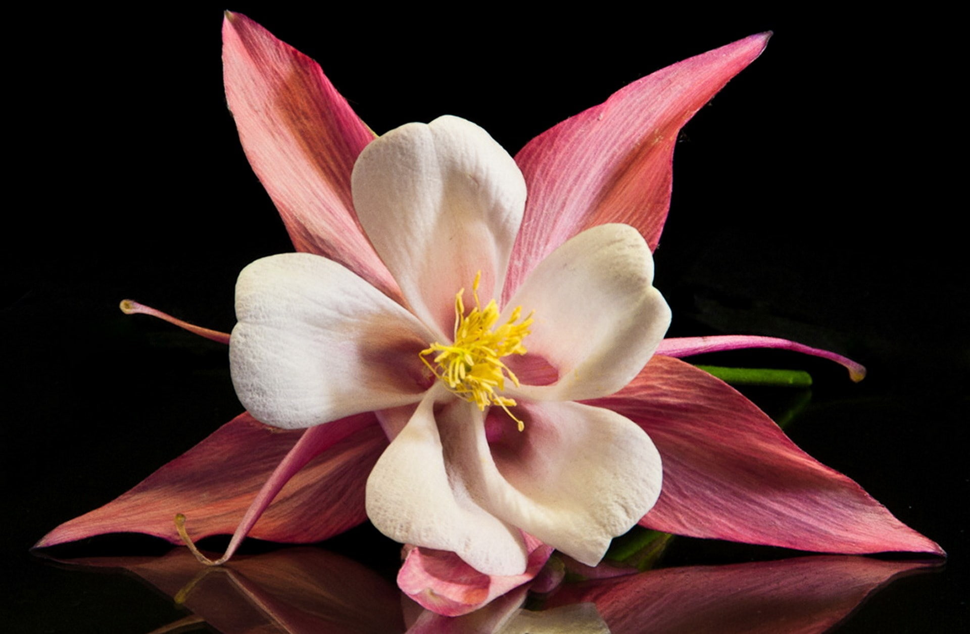 columbine, 1080P, HD Wallpaper