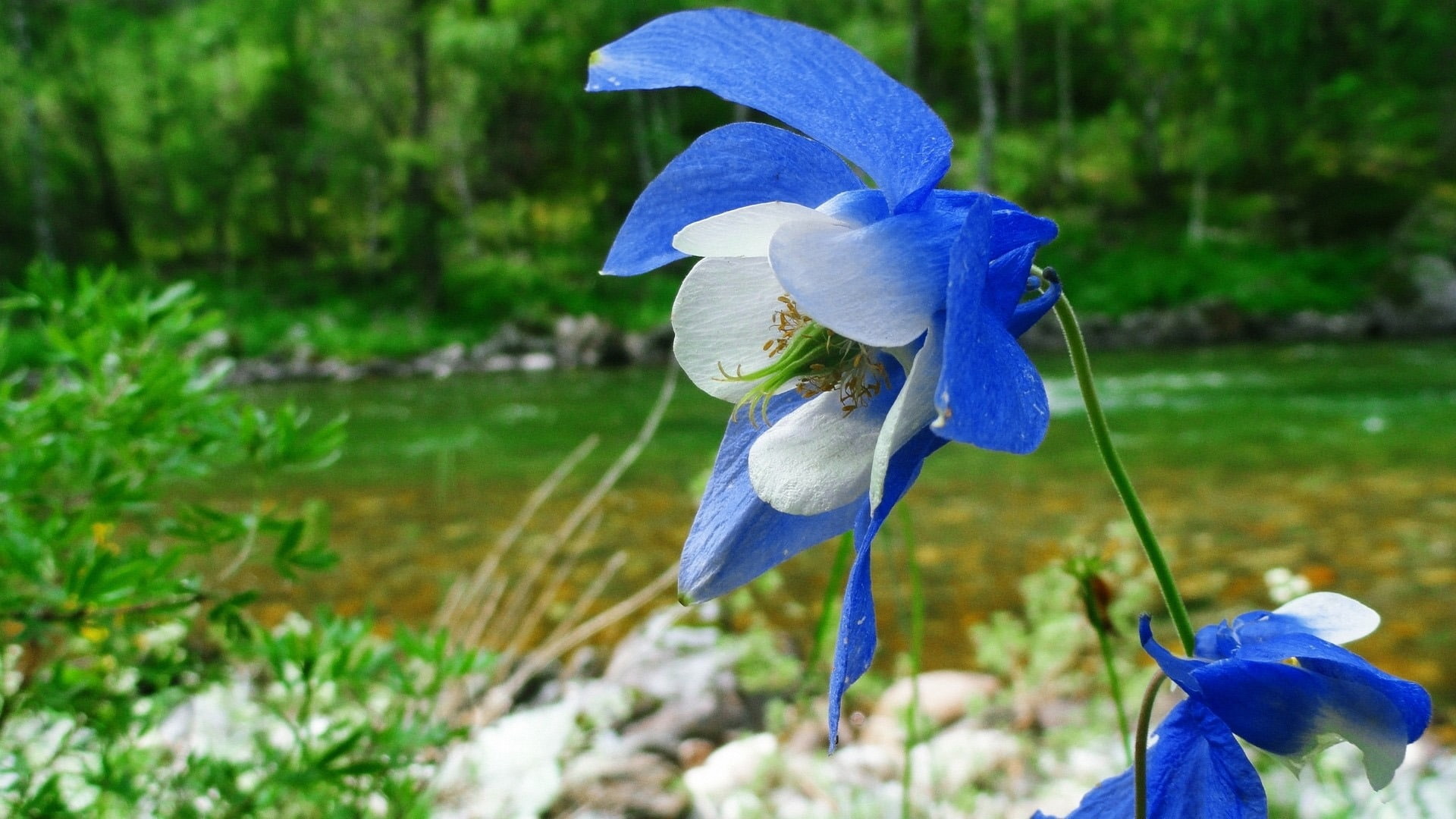 plant, iris - plant, columbine, flower, no people, purple, vulnerability, growth, nature, petal, water, focus on foreground, hd, beauty in nature, HD Wallpaper