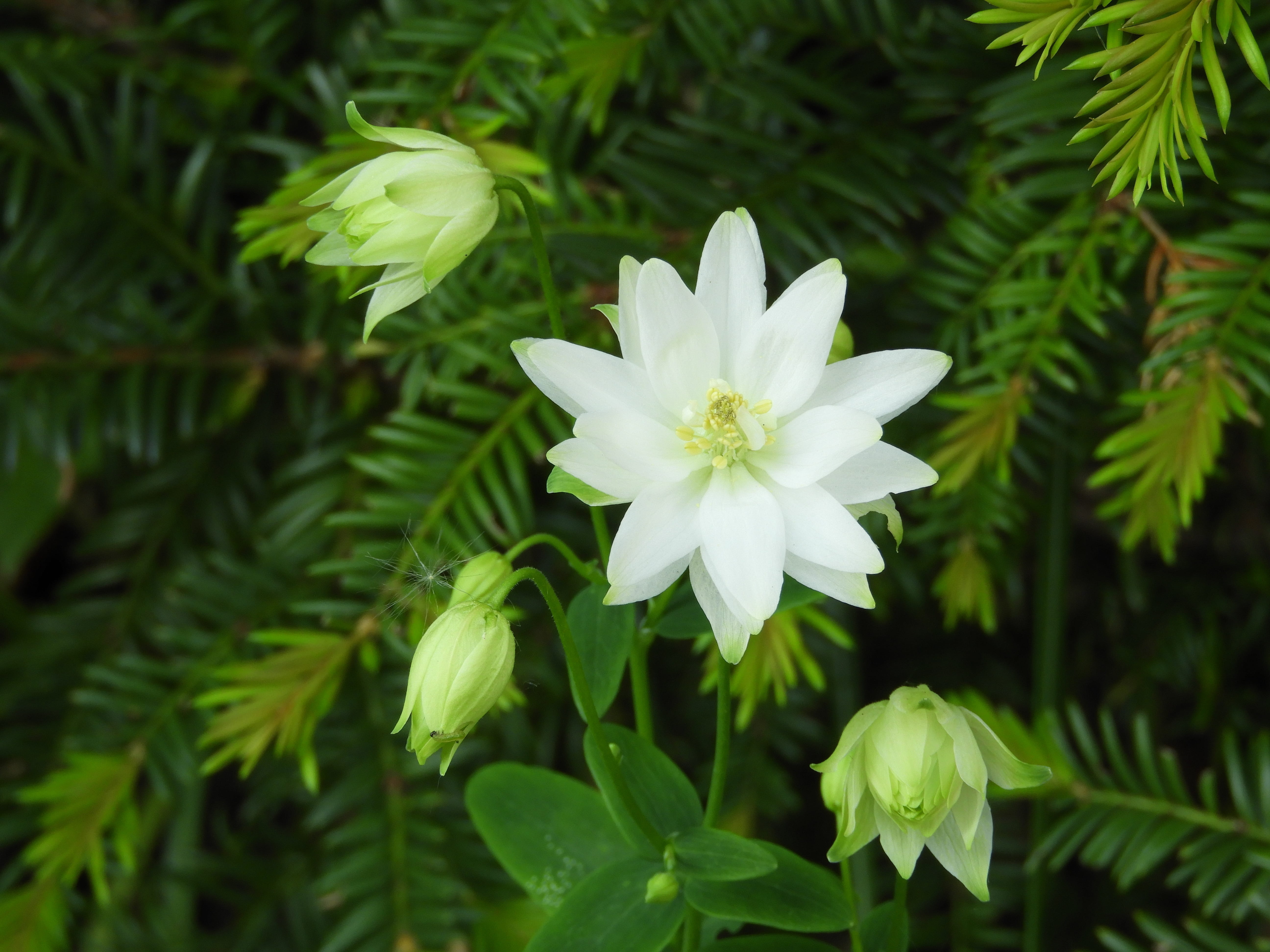 Flower, 5K, plant part, g, nature, vulnerability, Columbine, white color, flowering plant, flower head, freshness, Garden, growth, no people, day, inflorescence, HD Wallpaper