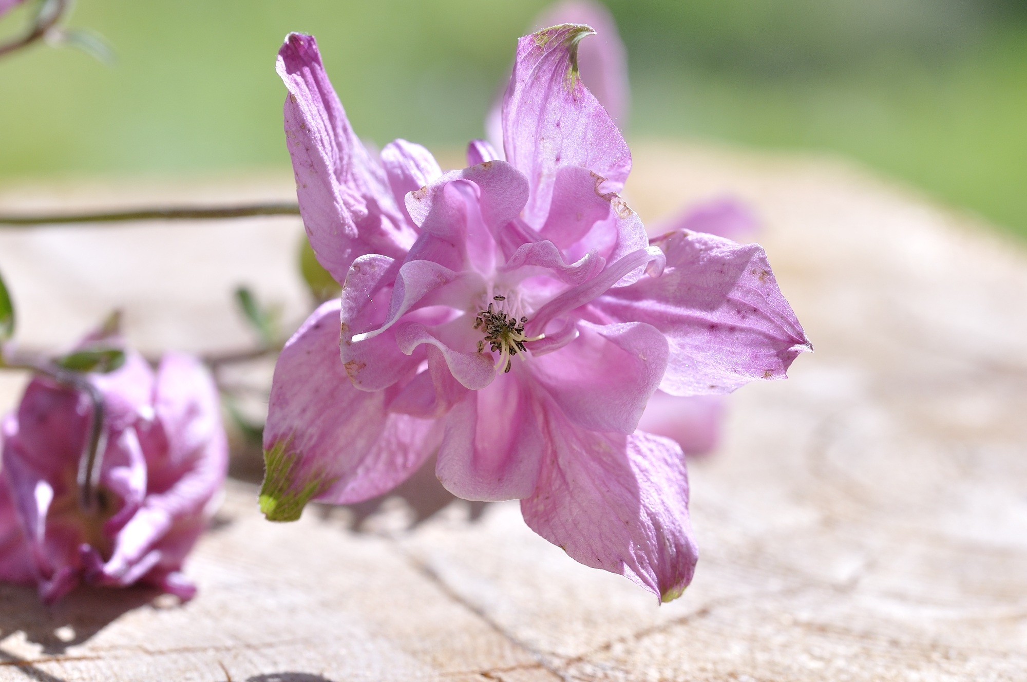 fragility, plant, no people, blossom, vulnerability, outdoors, wild flower, flowering plant, botany, day, pink, springtime, nature, freshness, flower head, HD Wallpaper