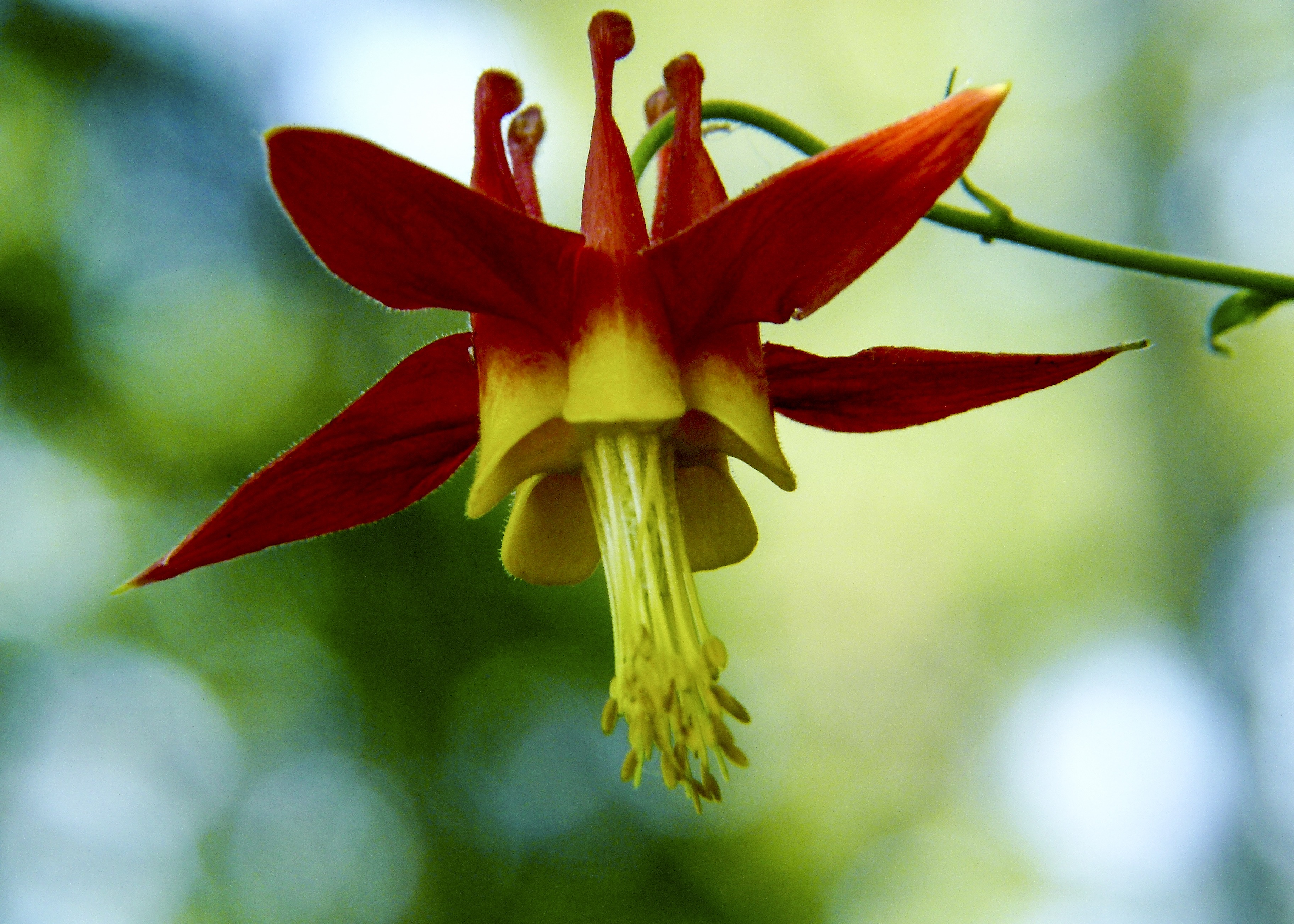 flower, forest, day, no people, close-up, beauty in nature, wildflower, pollen, sitka columbine, garden, outdoors, sitka, soft focus, inflorescence, meadow, HD Wallpaper