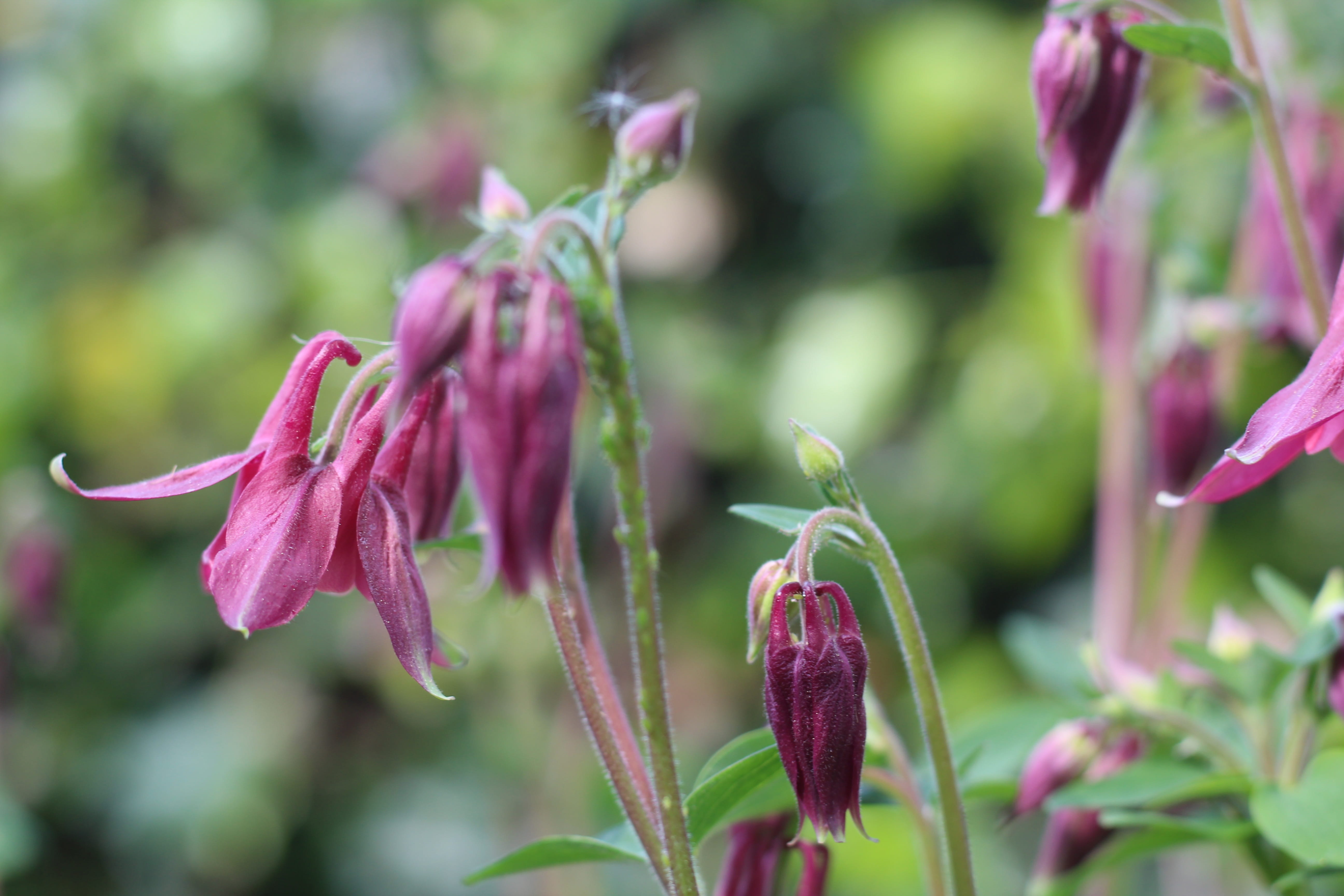botany, freshness, springtime, spring, fragility, may, grannys bonnet, columbine, sepal, bloom, bud, flowering plant, no people, outdoors, focus on foreground, HD Wallpaper