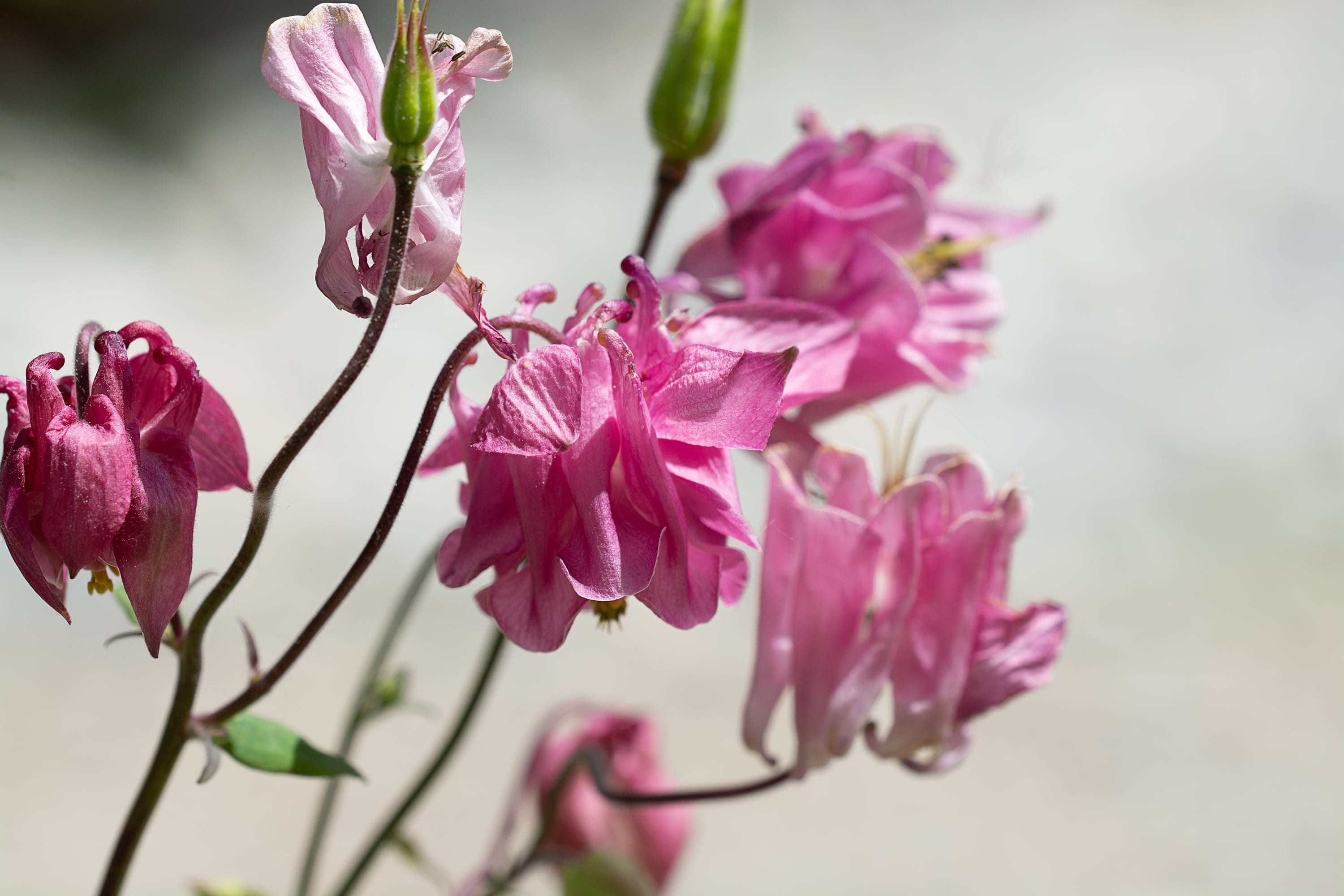 plant, tree, 2K, softness, vulnerability, no people, pink flower, freshness, beauty in nature, fragility, tender, close, outdoors, flower, close-up, purple, HD Wallpaper