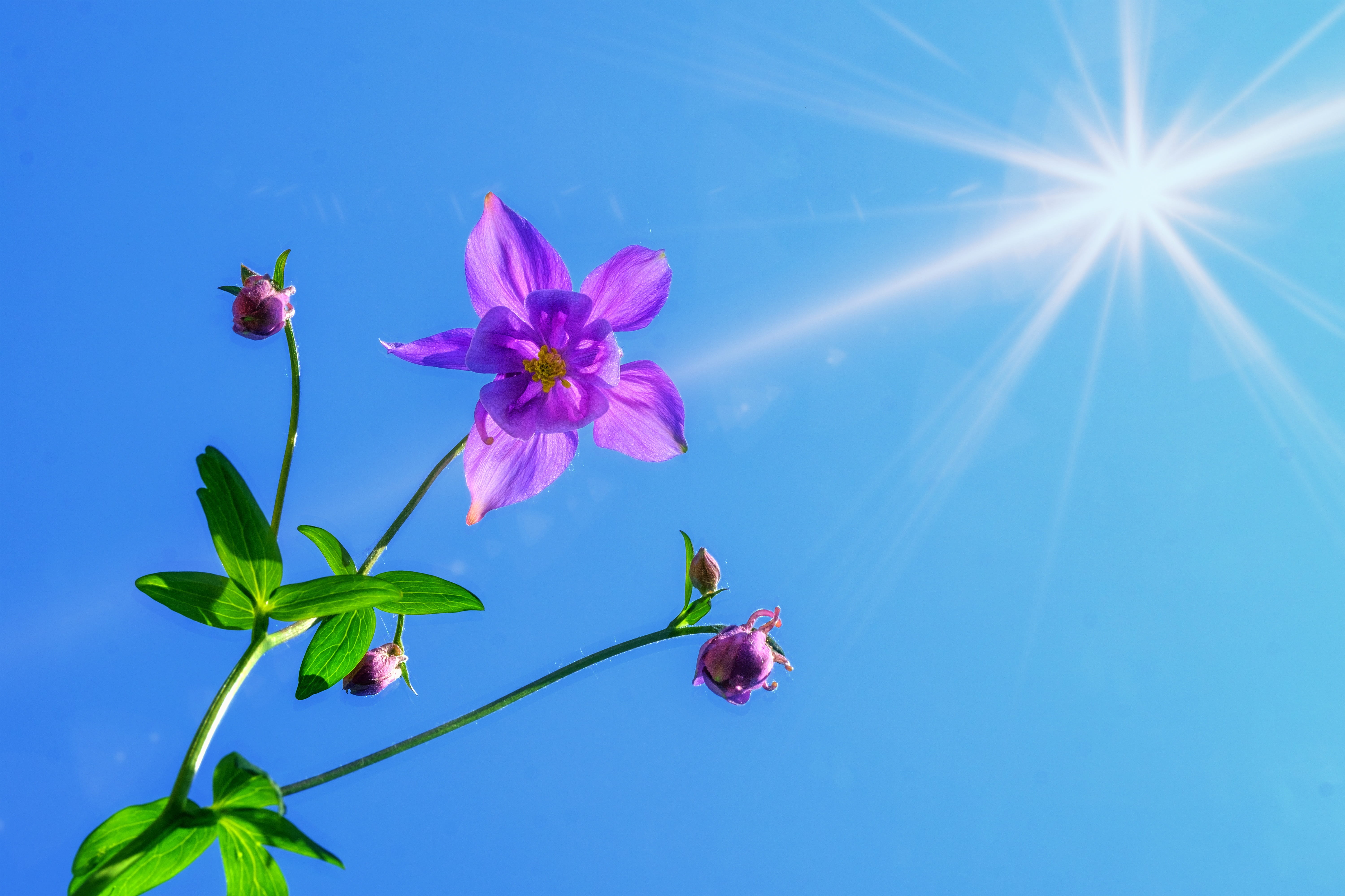 freshness, blue background, 5K, flower head, beauty in nature, daytime, sunlight, aquilegia, blossom, lens flare, close-up, nature, growth, ranunculaceae, HD Wallpaper