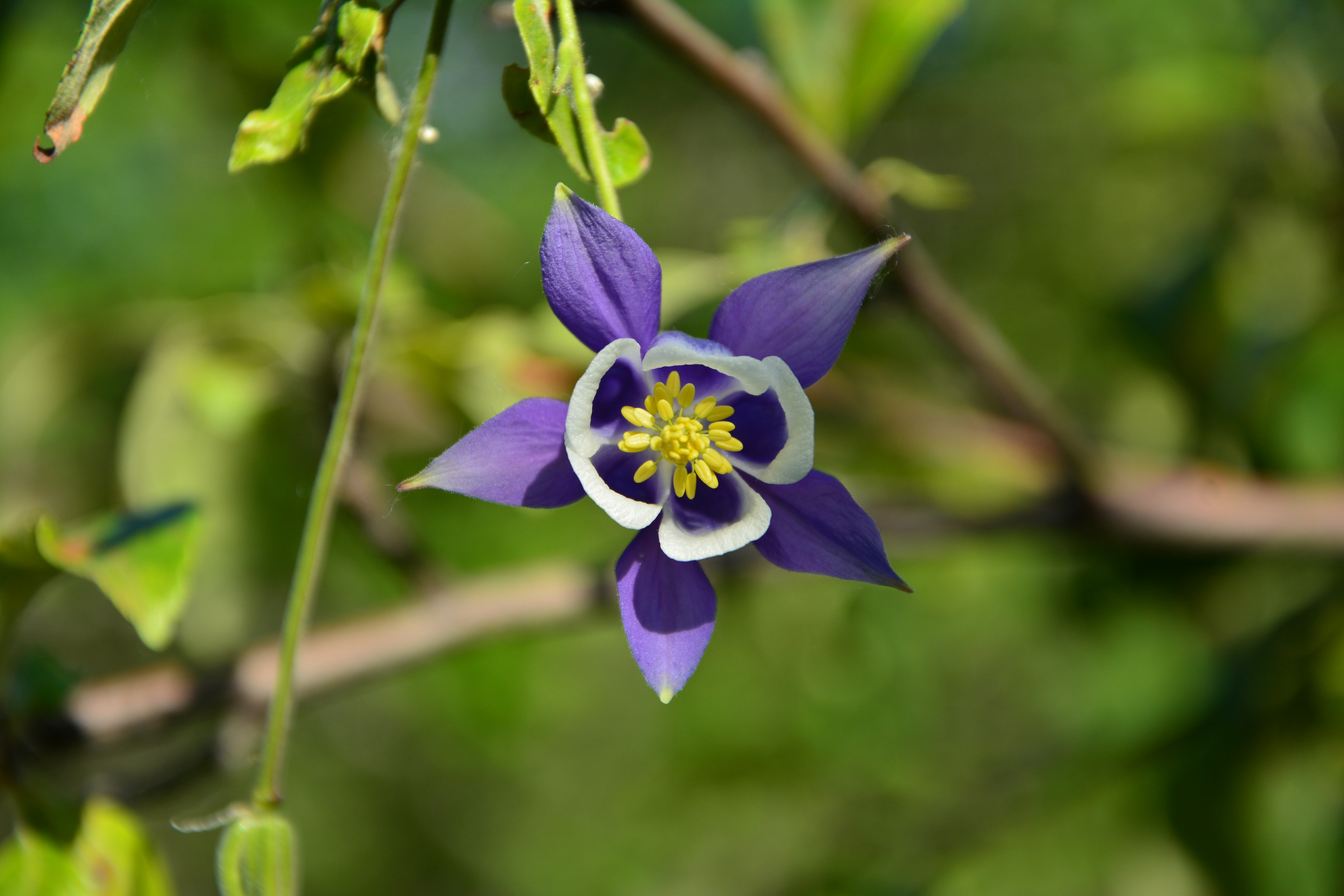 five stars, spring, color, natural beauty, decorative, colors, fragility, day, seeds, vulnerability, flowering plant, beauty in nature, light, outdoors, HD Wallpaper
