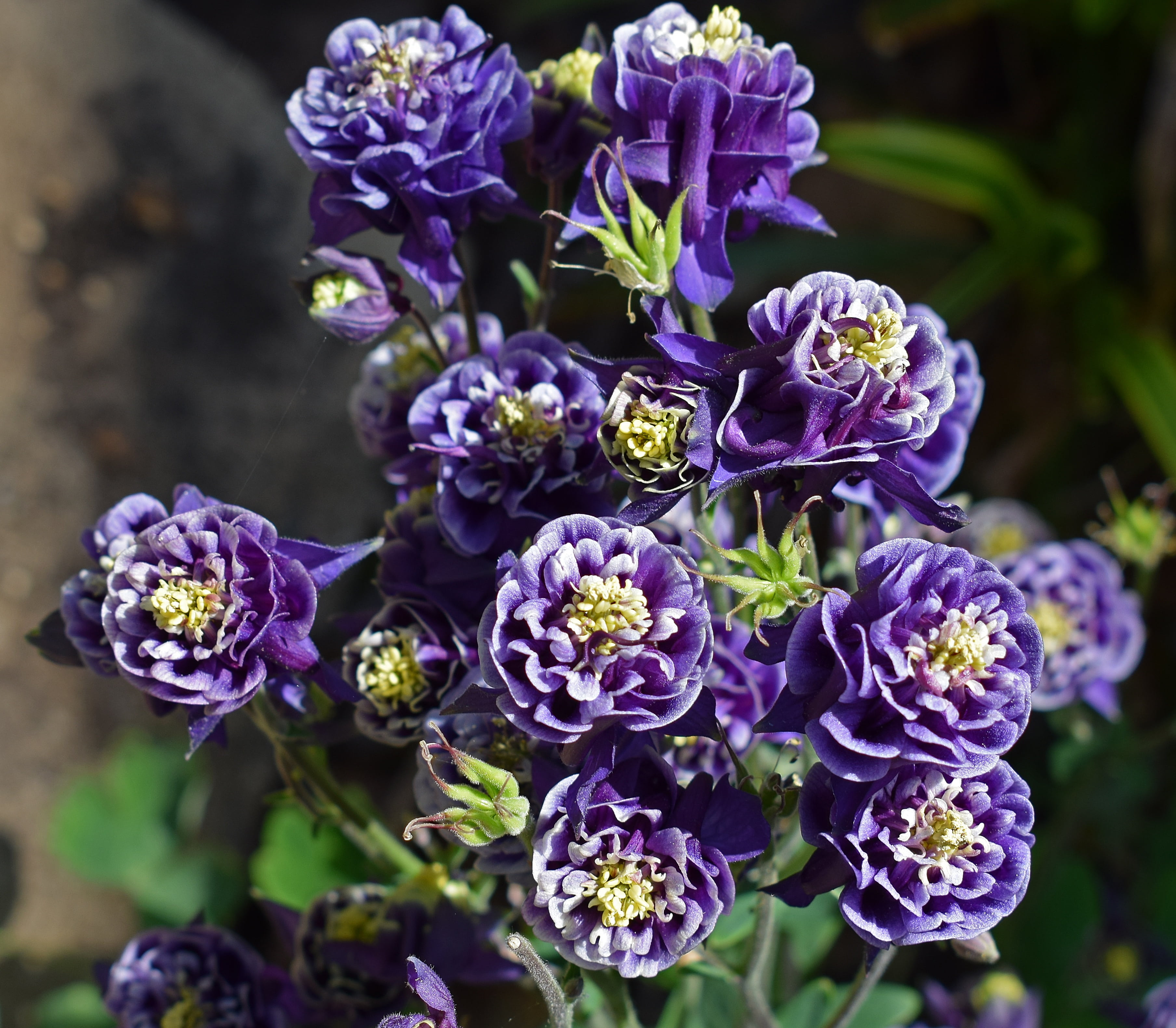 nature, plant, bloom, flowering plant, spring, blossom, fragility, flower, growth, blue, green, hyacinth, double, focus on foreground, inflorescence, vulnerability, HD Wallpaper