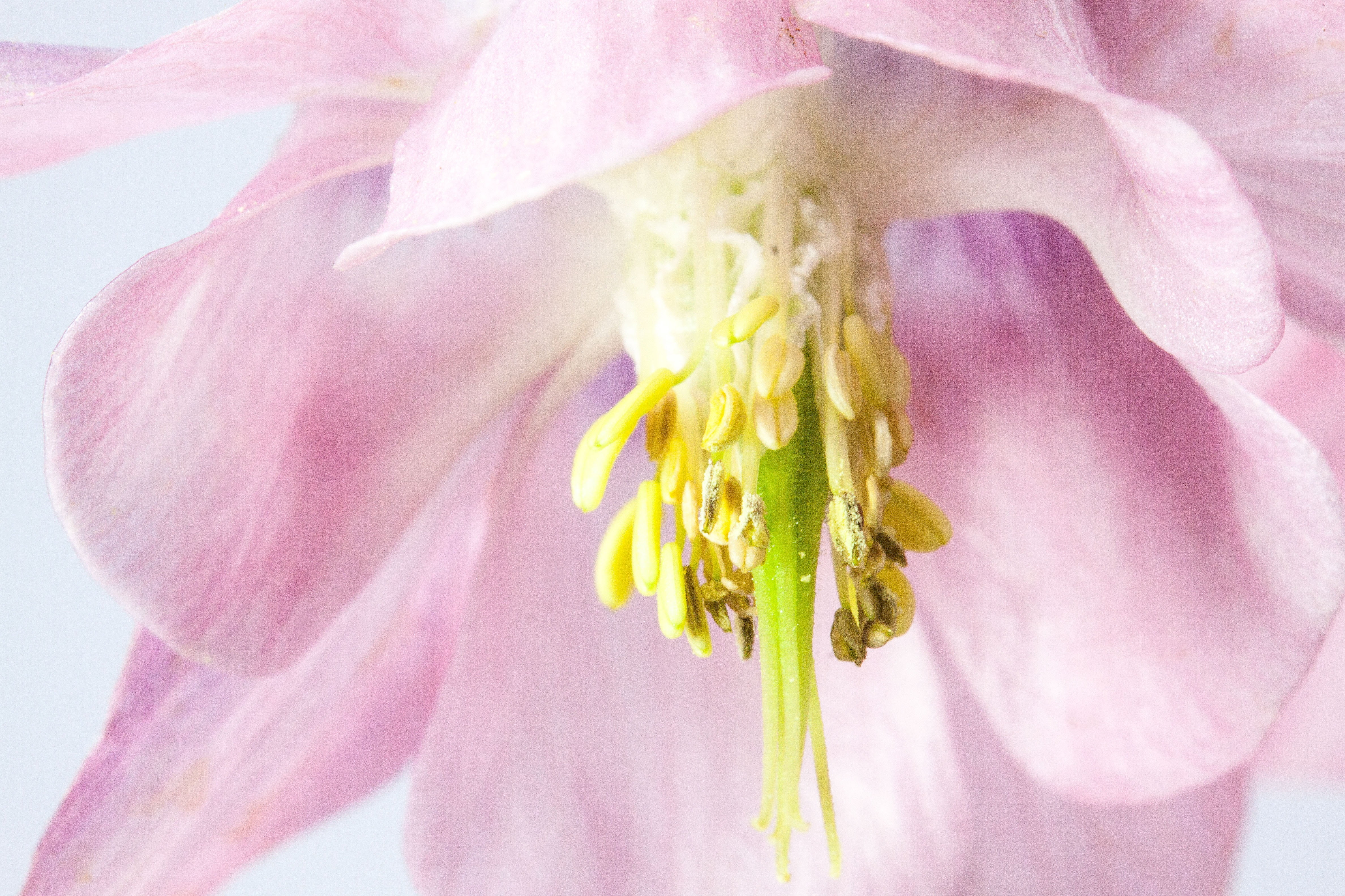 close-up, aquilegia, outdoors, pink color, hahnenfußgewächs, springtime, selective, sepal, petaled, herbaceous plants, fragility, petal, bloom, columbine, HD Wallpaper