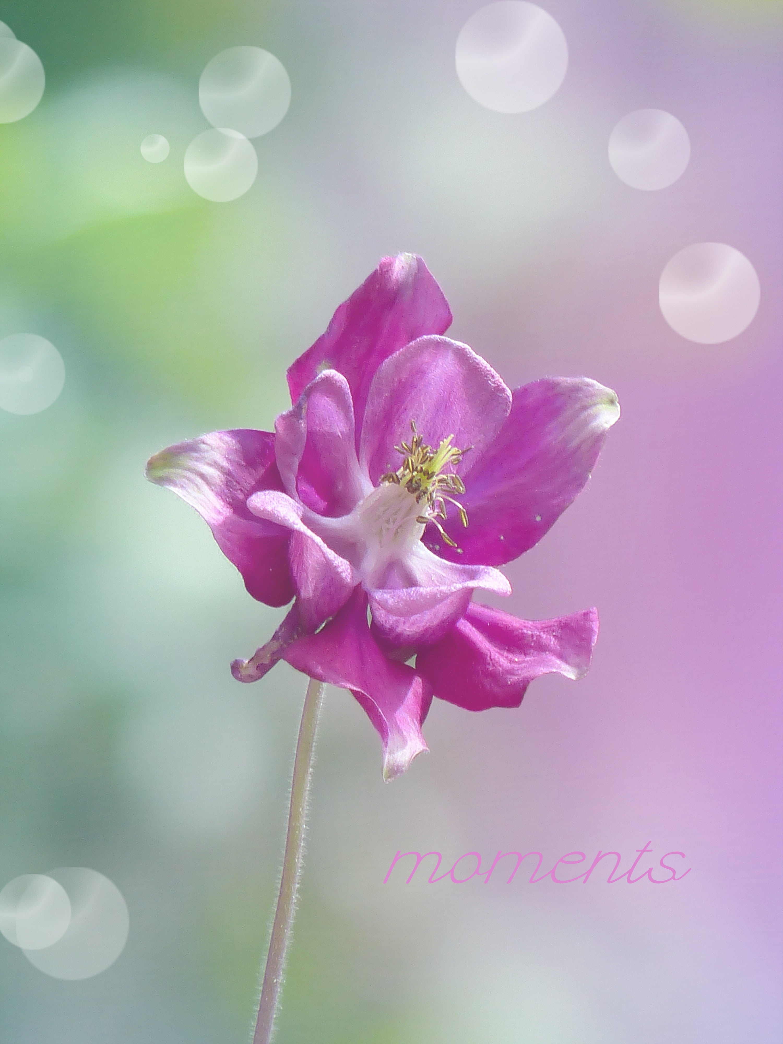 vulnerability, fragility, growth, columbine, plant stem, petal, outdoors, plant, bloom, focus on foreground, flower, flower head, 4K, purple, flowering plant, Phone HD Wallpaper