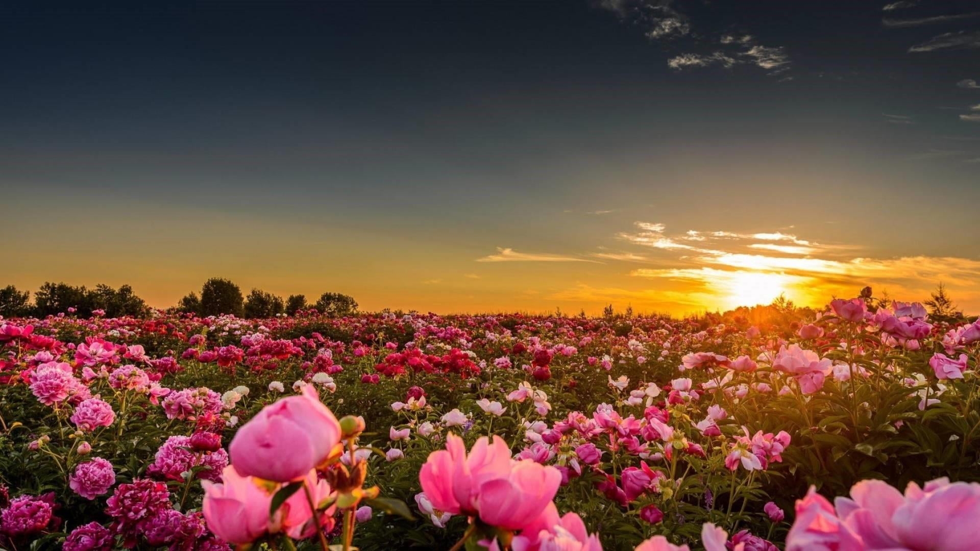 sunset, tranquil scene, paeonia, sun, nature, pink color, flowerbed, no people, blossom, pion, sky, grass, flower, beauty in nature, fragility, land, freshness, HD Wallpaper