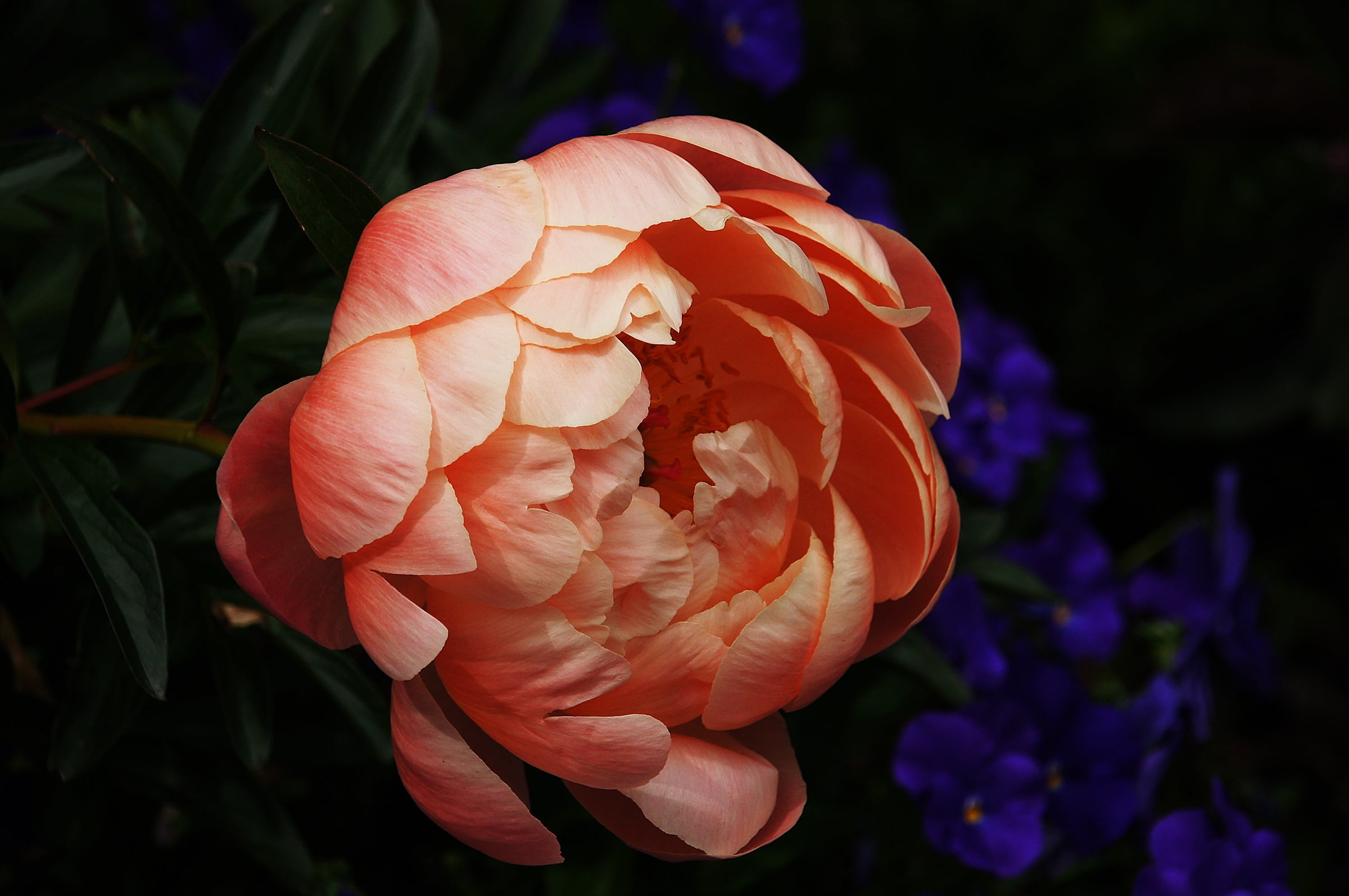 blossom, beauty in nature, flower, close-up, petals, red, petal, outdoors, springtime, peach, vulnerability, peony, flower head, plant, focus, fresh, no people, HD Wallpaper