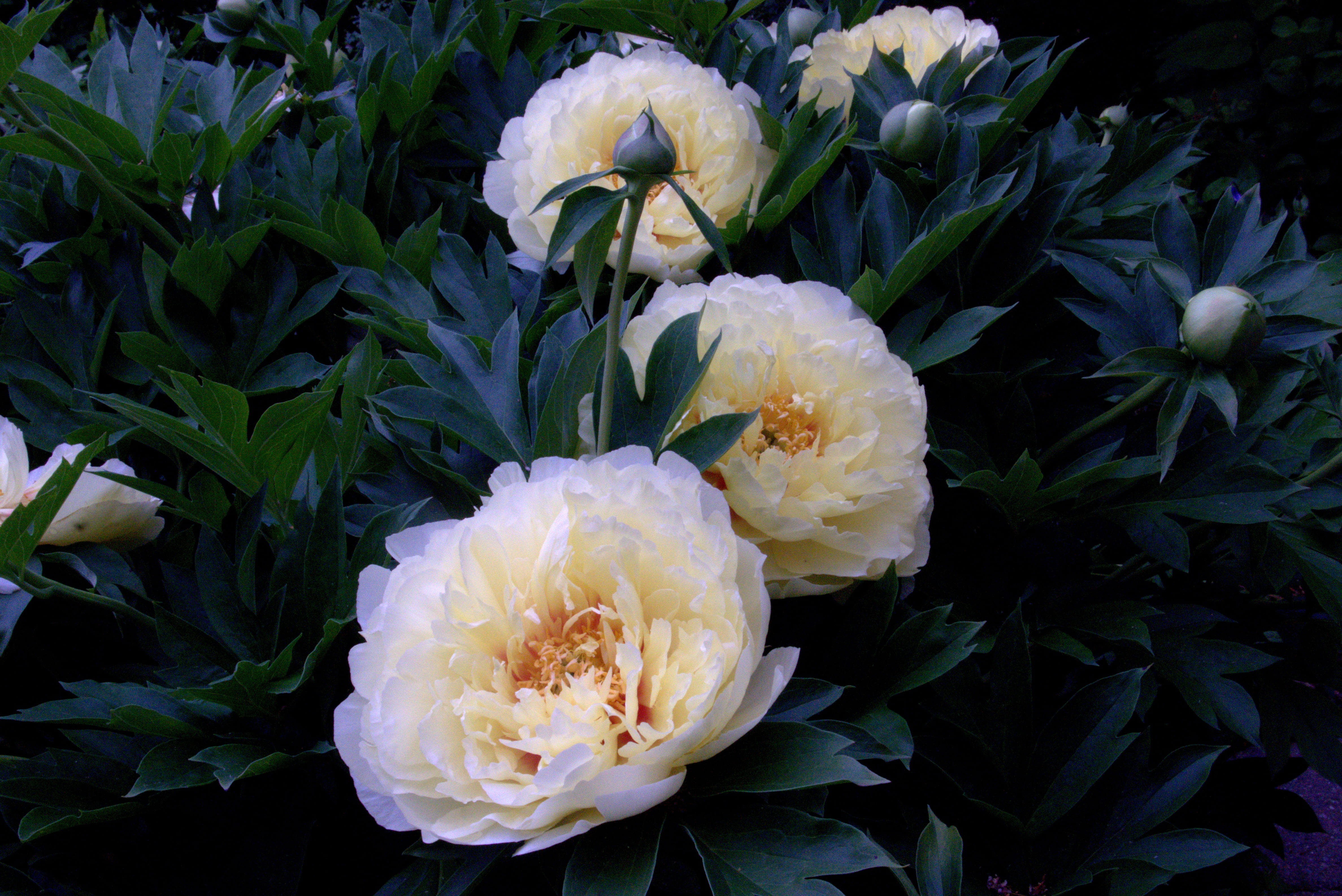 leaf, peony bloom, beauty in nature, green color, nature, yellow, lush, ornamental plant, petals, white color, madison, bud, blossom, bunch of flowers, HD Wallpaper