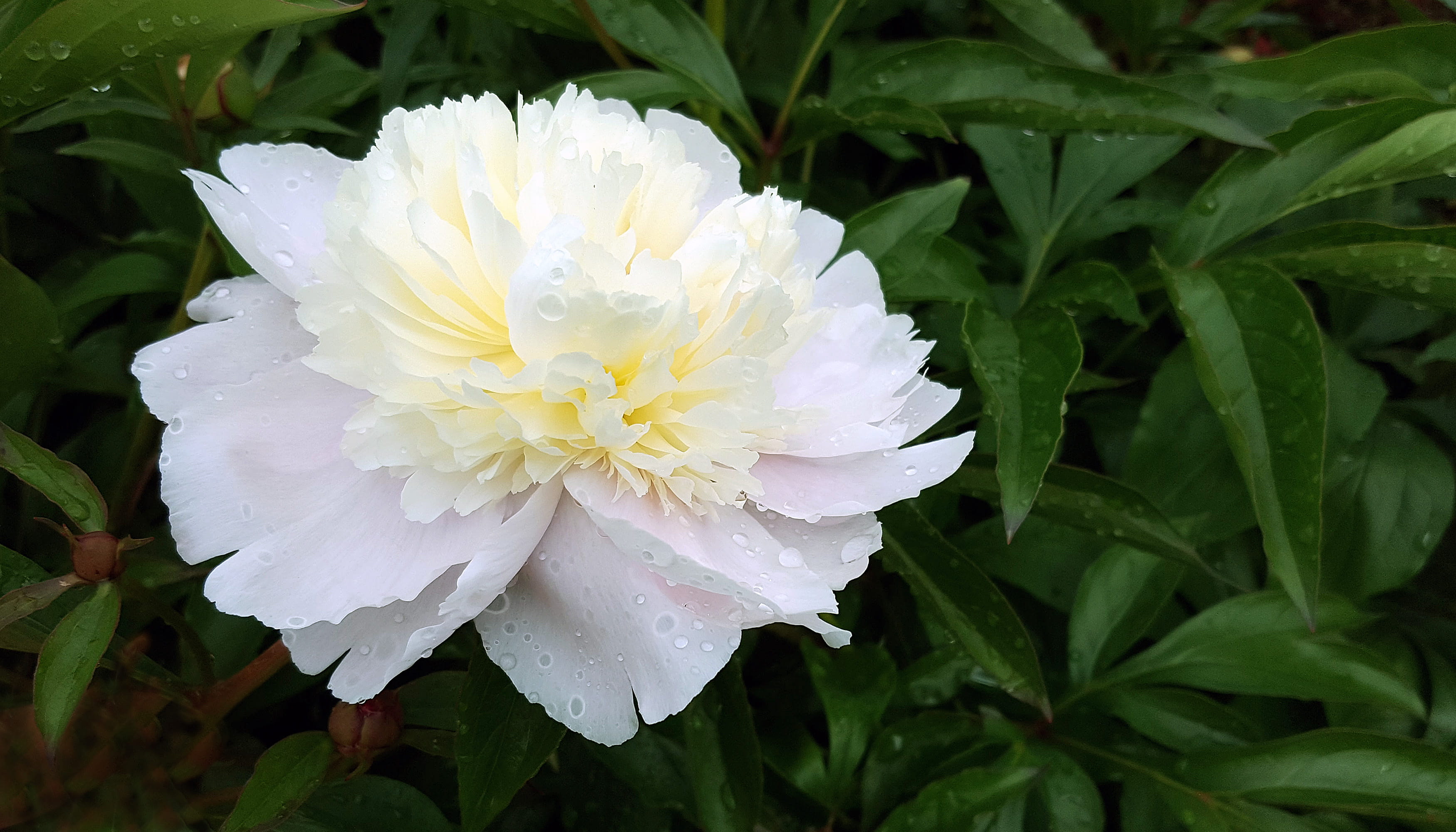 pictures of a flower, leaf, nature, flower pictures, no people, wet, white flowering plants, white flower images, images of flowers, flower, white flower, HD Wallpaper