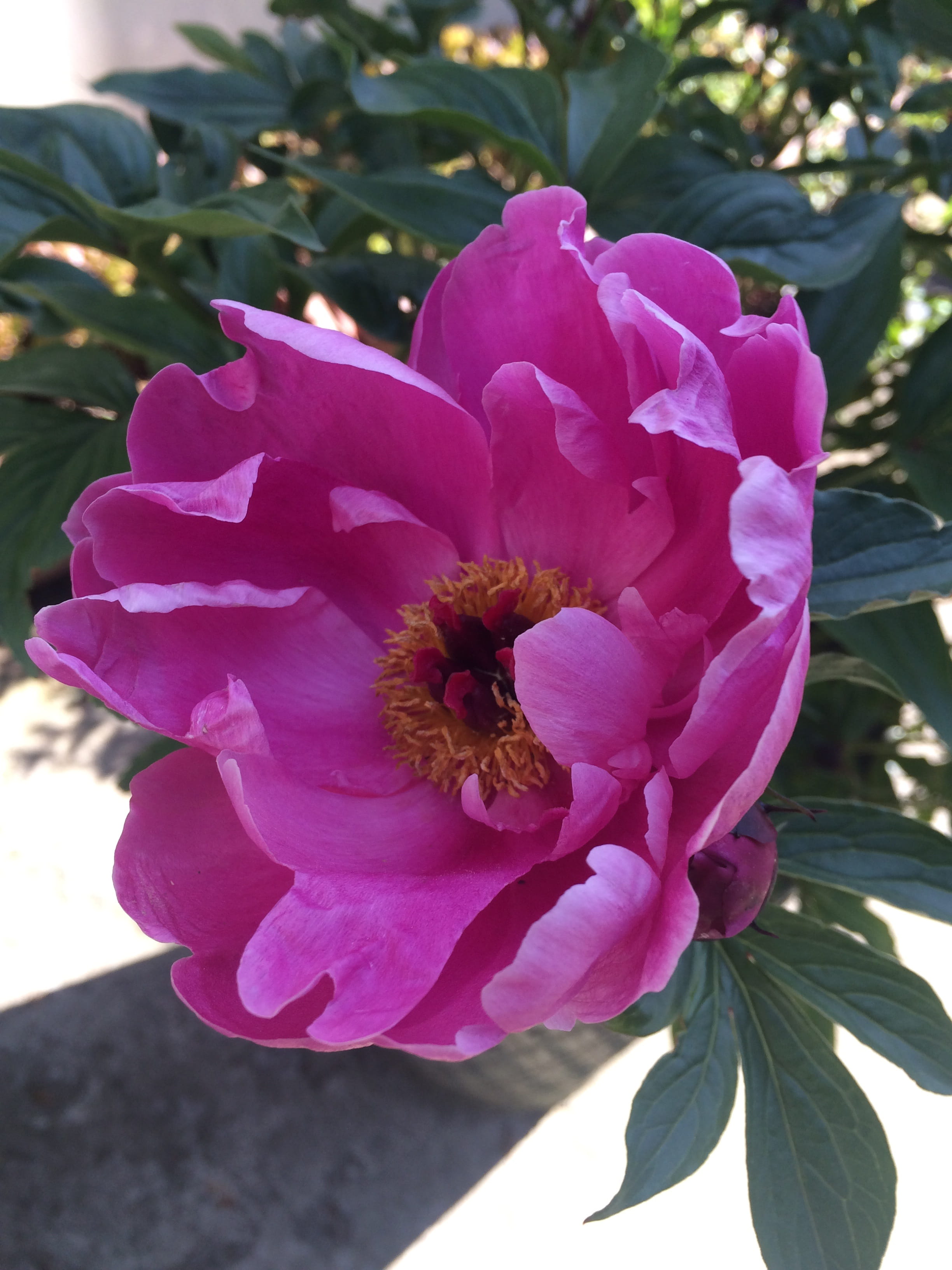 plants, paeonia lactiflora, pink petald, close-up, peonies, pollen, petal, flower gardens, focus on foreground, flower head, vulnerability, pollination, Phone HD Wallpaper