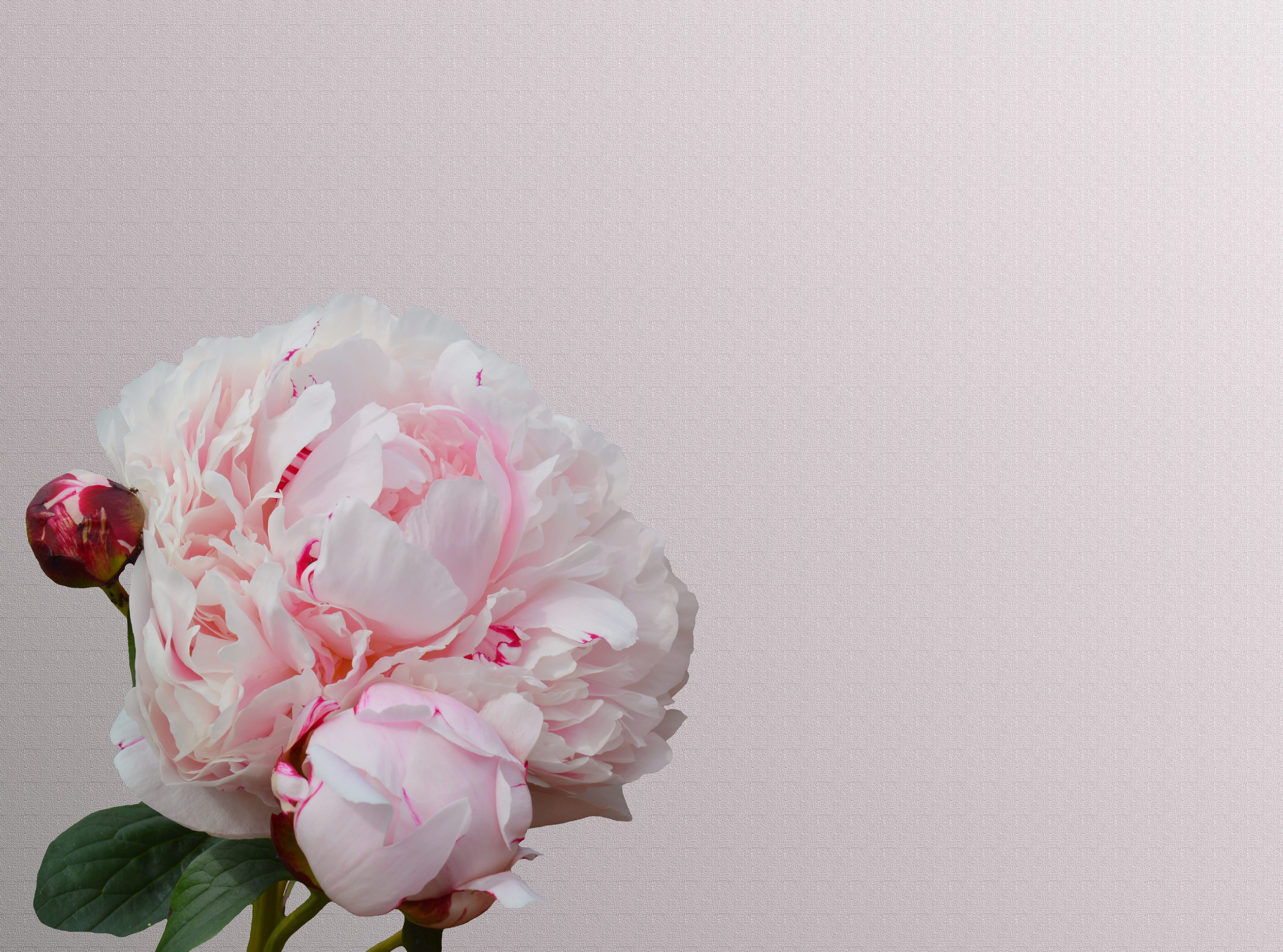 springtime, bunch of flowers, bloom, petal, pink, pink flower, white color, bouquet, decoration, copy space, vulnerability, flower, studio shot, still life, HD Wallpaper