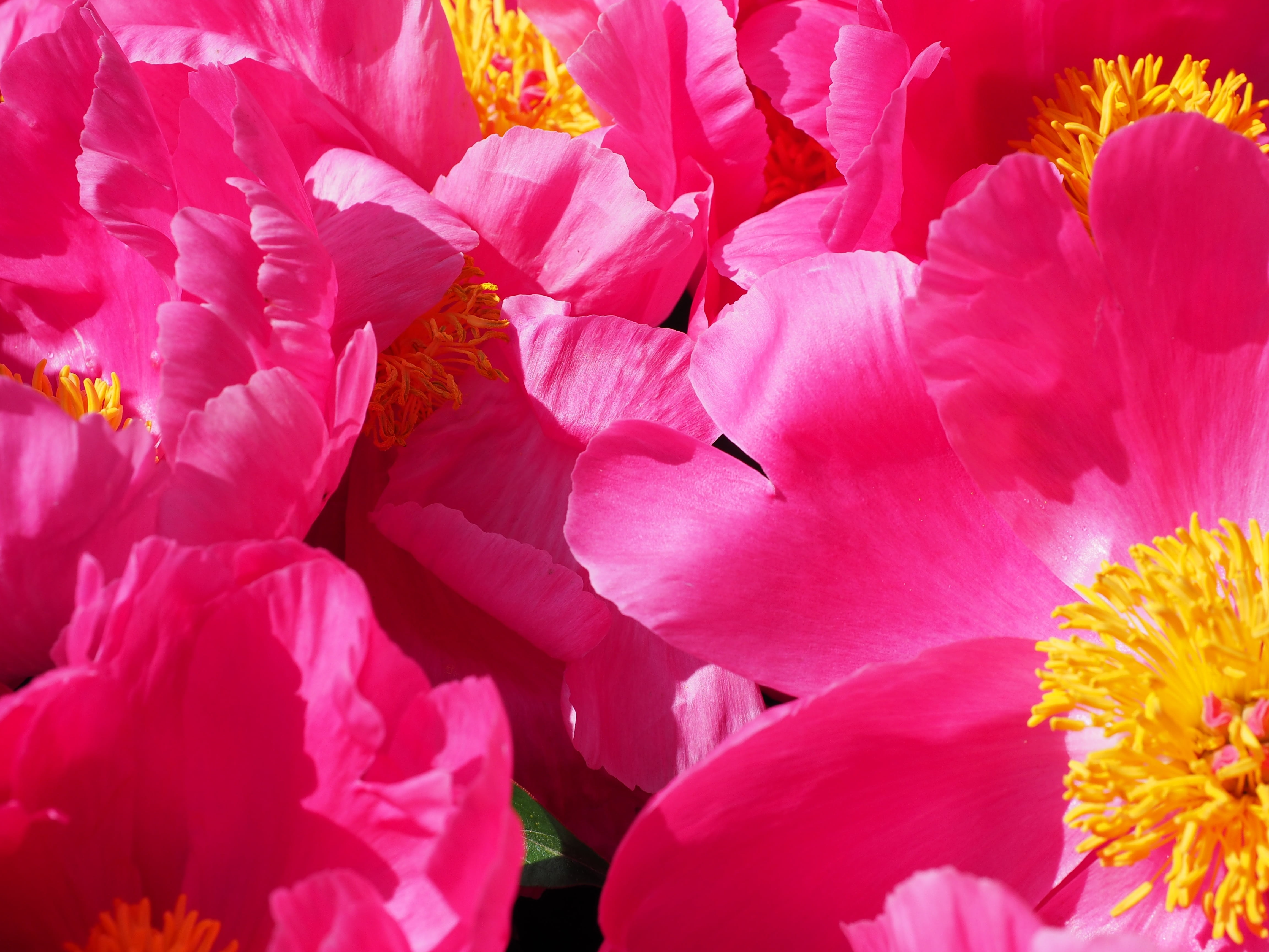 full frame, nature, blossom, colorful, outdoors, peony, flower Head, sunlight, backgrounds, growth, pentecost rosengewächs, beauty in nature, 4K, paeonia, HD Wallpaper