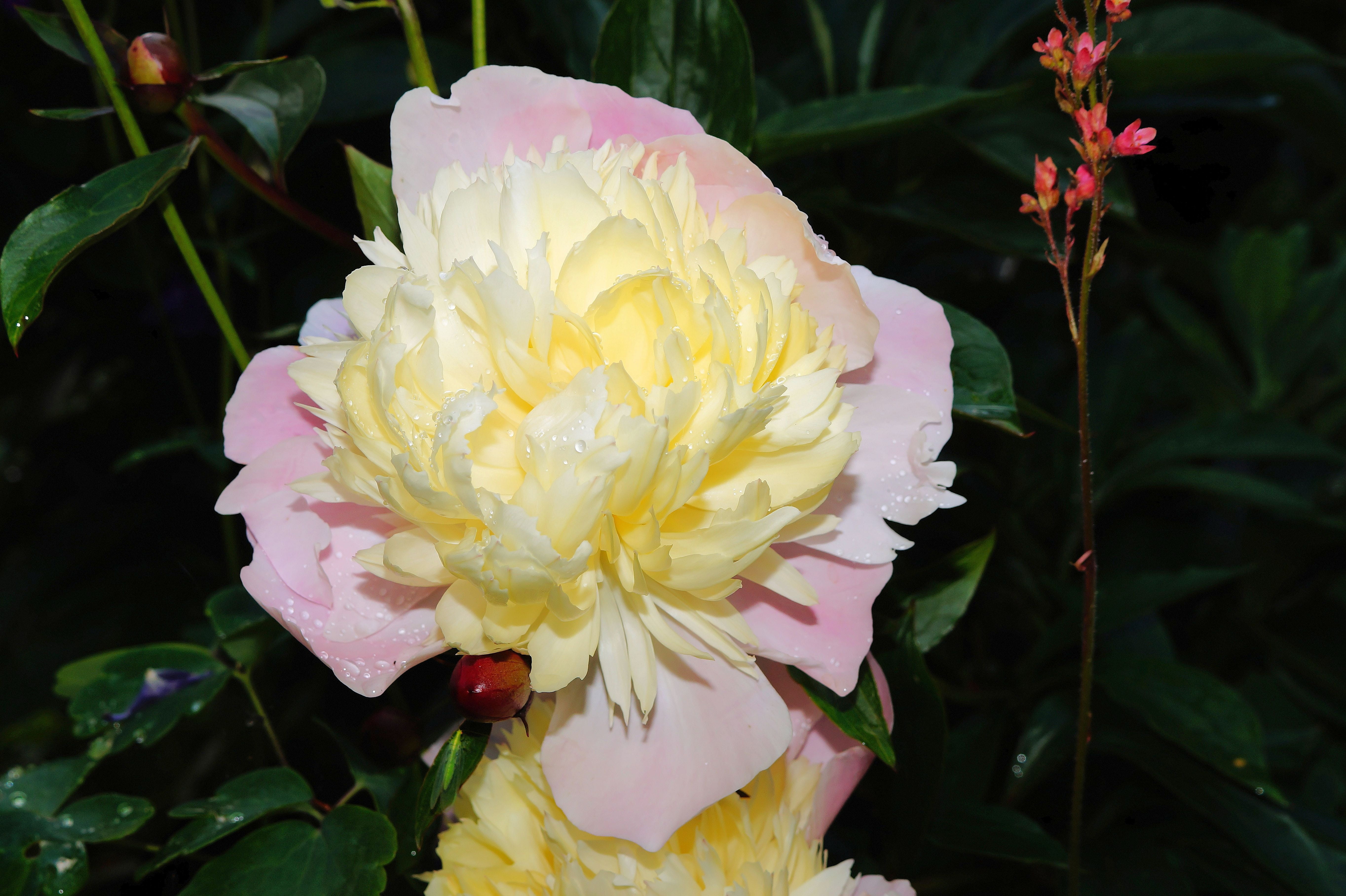 nature, blossom, plant part, sweet, focus on foreground, white, peony, close-up, 5K, purity, leaf, close, pollen, bloom, beauty in nature, fragility, growth, HD Wallpaper
