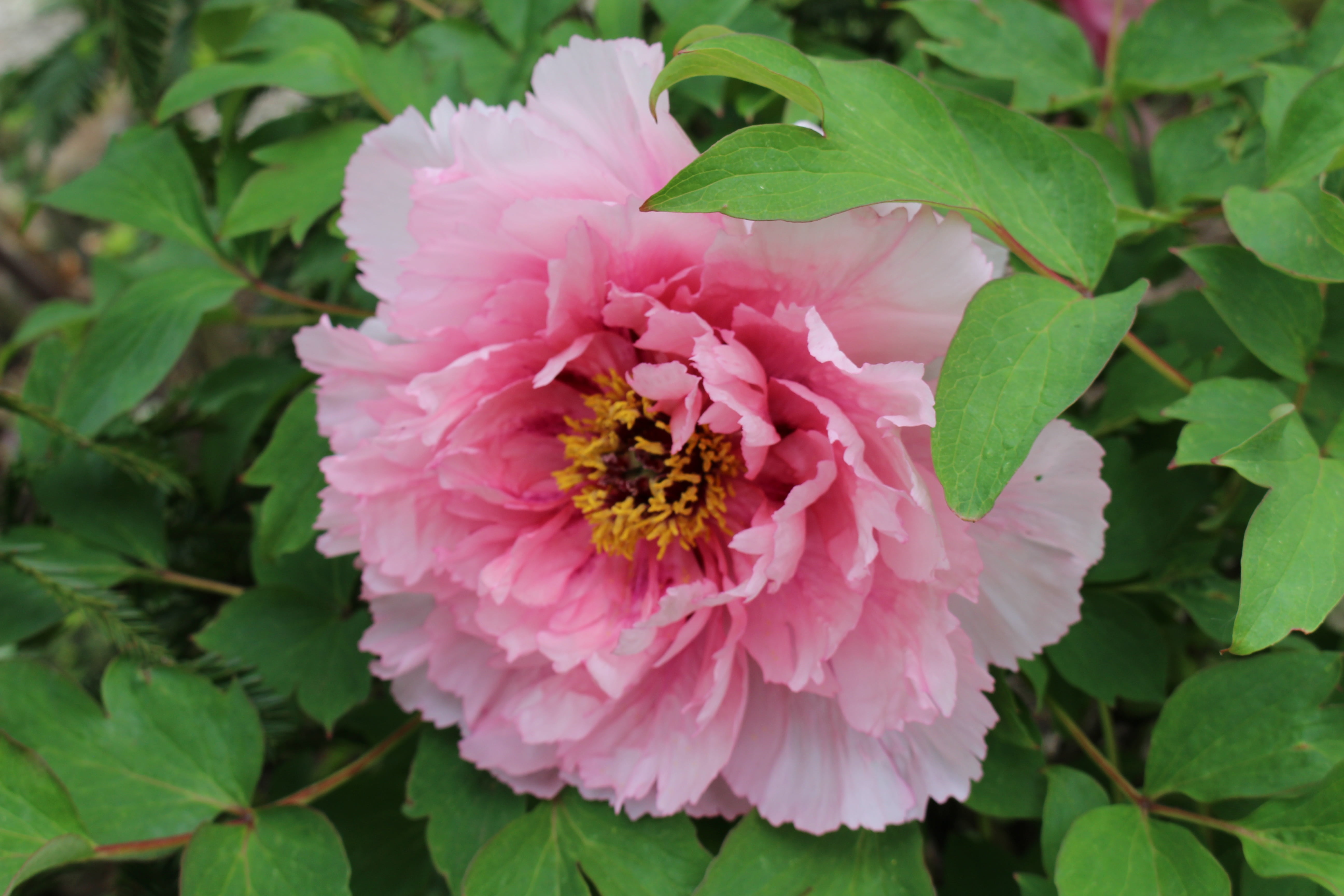 leaf, close-up, no people, growth, day, fragility, peony, green color, nature, 5K, blossom, pink color, bloom, flower garden, freshness, pink flower, inflorescence, HD Wallpaper