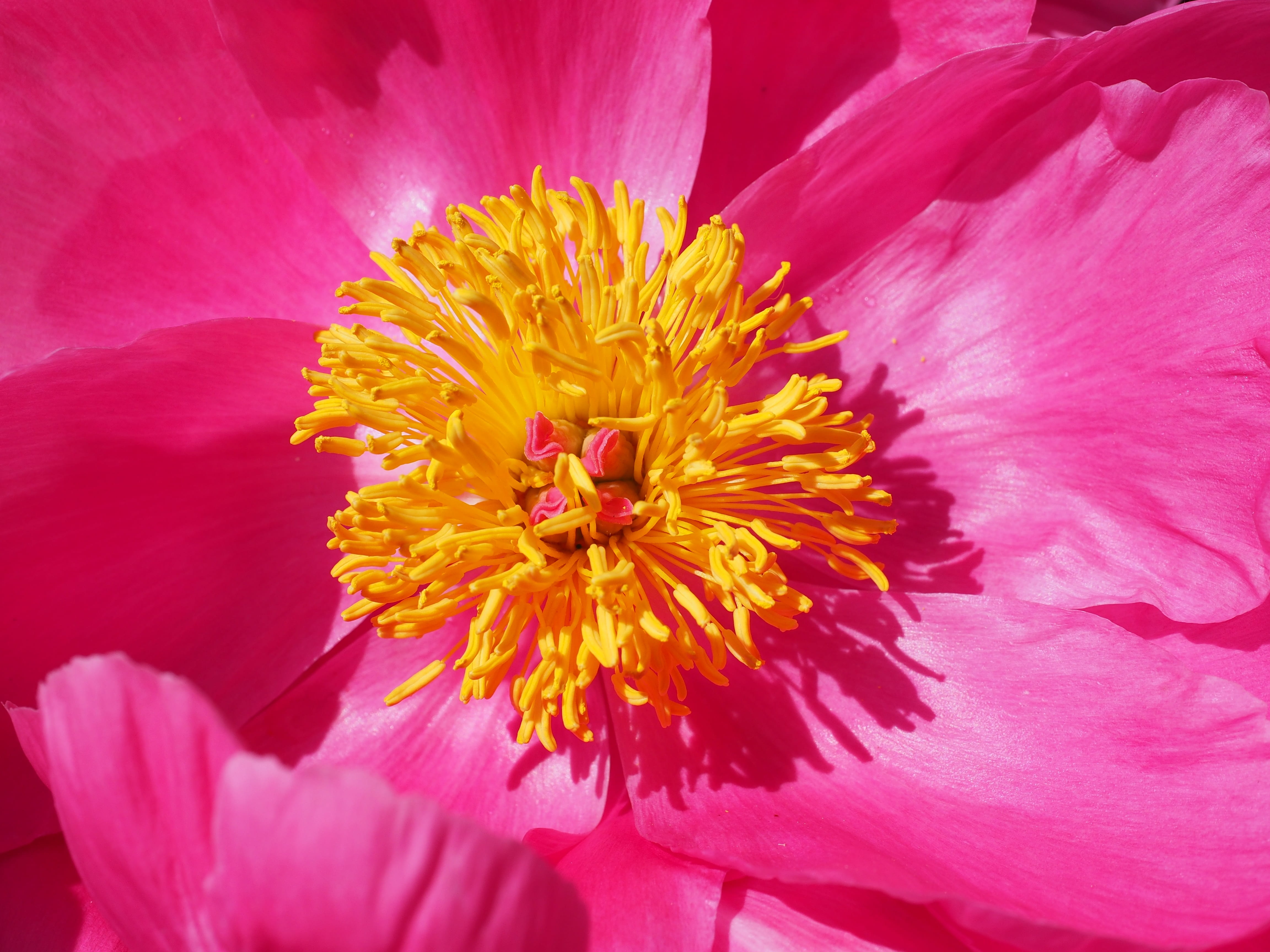 bloom, flower head, color, blossom, colorful, pink color, petal, peony, 4K, paeonia suffruticosa, paeoniaceae, fragility, beauty in nature, petaled, flowering plant, HD Wallpaper
