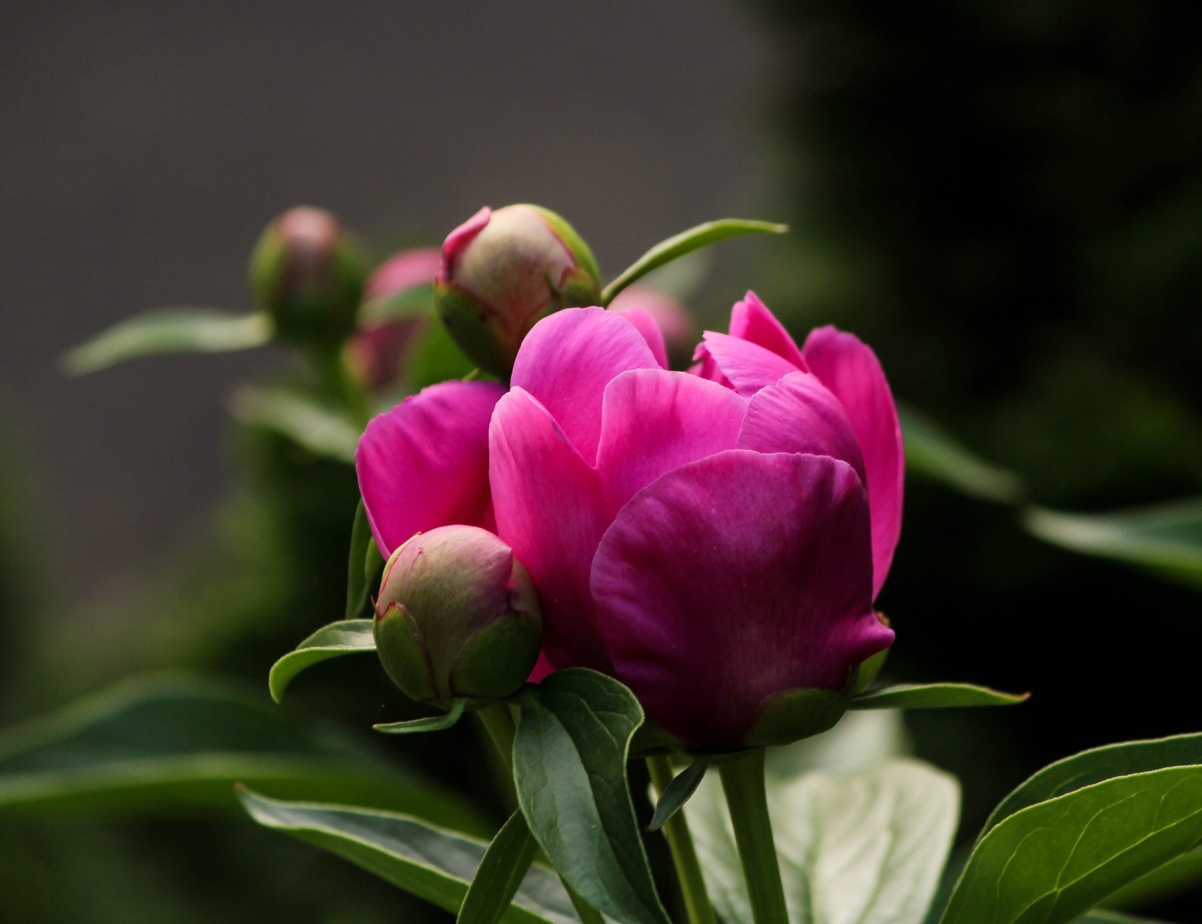 pink flower, Pink, close-up, plant part, nature, photo, paeonia, Fuchsia, fragility, peony, freshness, petaled, Color, peony bud, purple, outdoors, leaf, HD Wallpaper