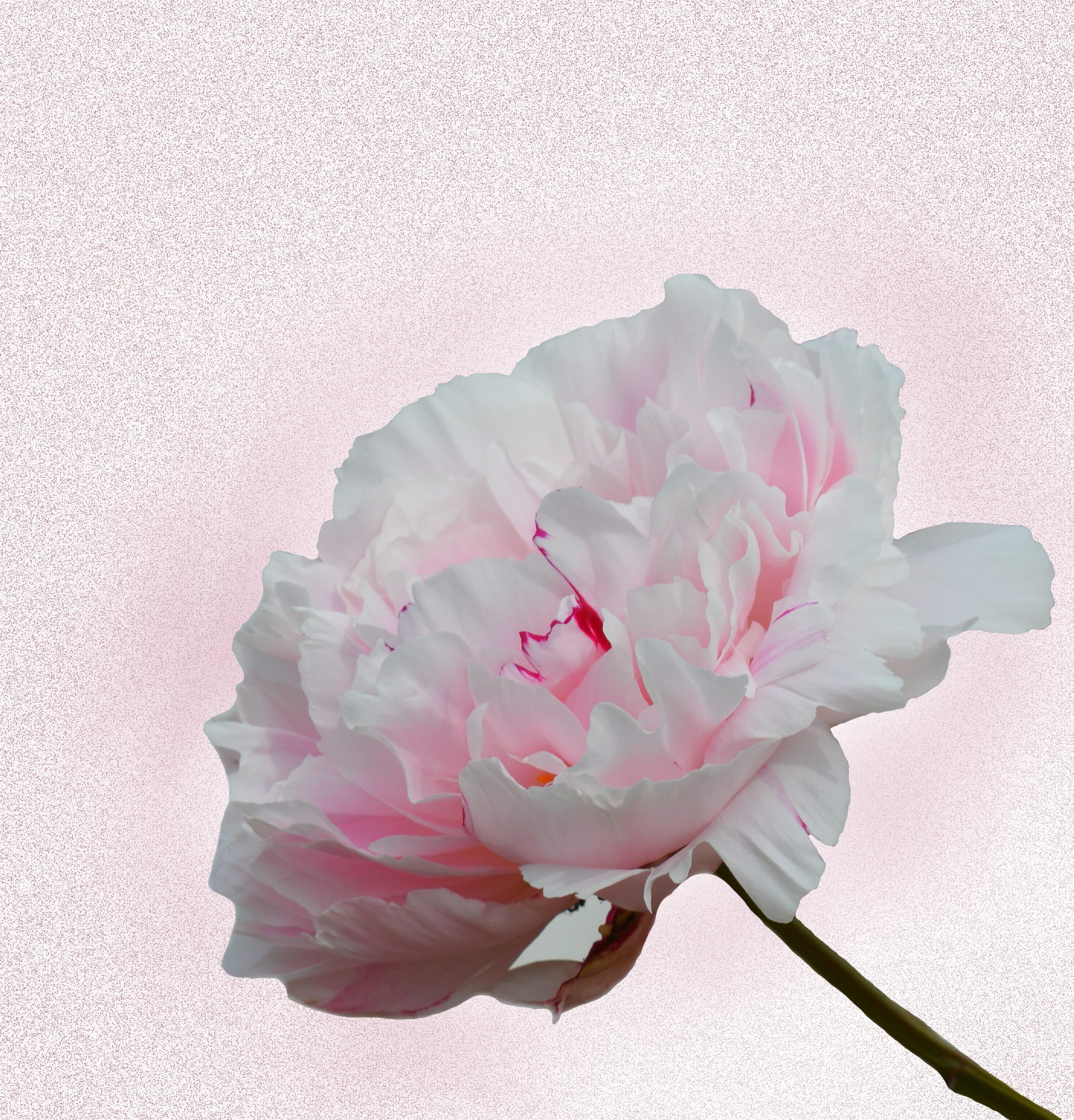 flower, inflorescence, peony, 2K, Carnation, flower head, indoors, bloom, studio shot, beauty in nature, no people, vulnerability, flowering plant, close-up, Phone HD Wallpaper